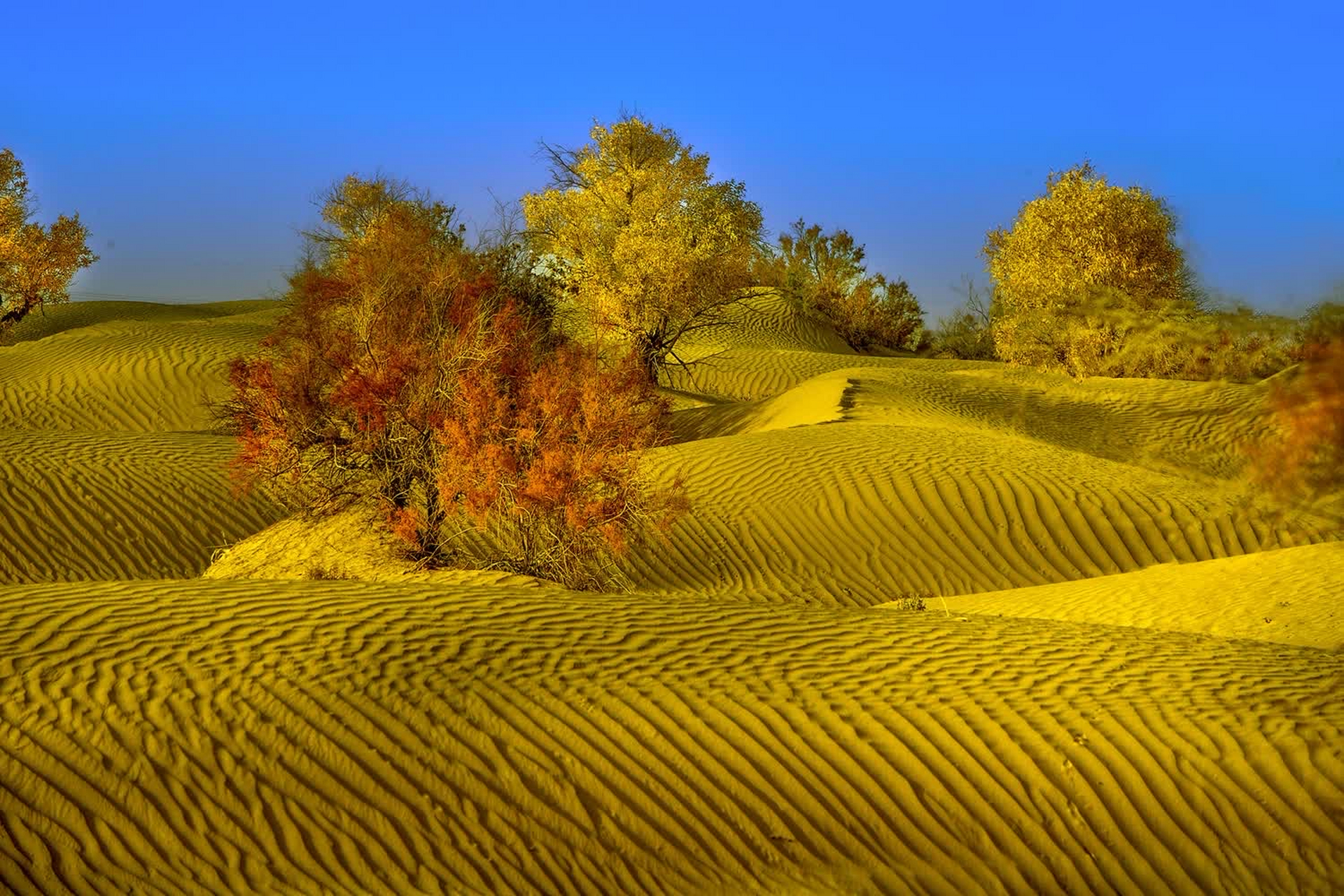 沙漠中的这棵孤独的胡杨,是大自然的奇迹,也是生命的守望者.