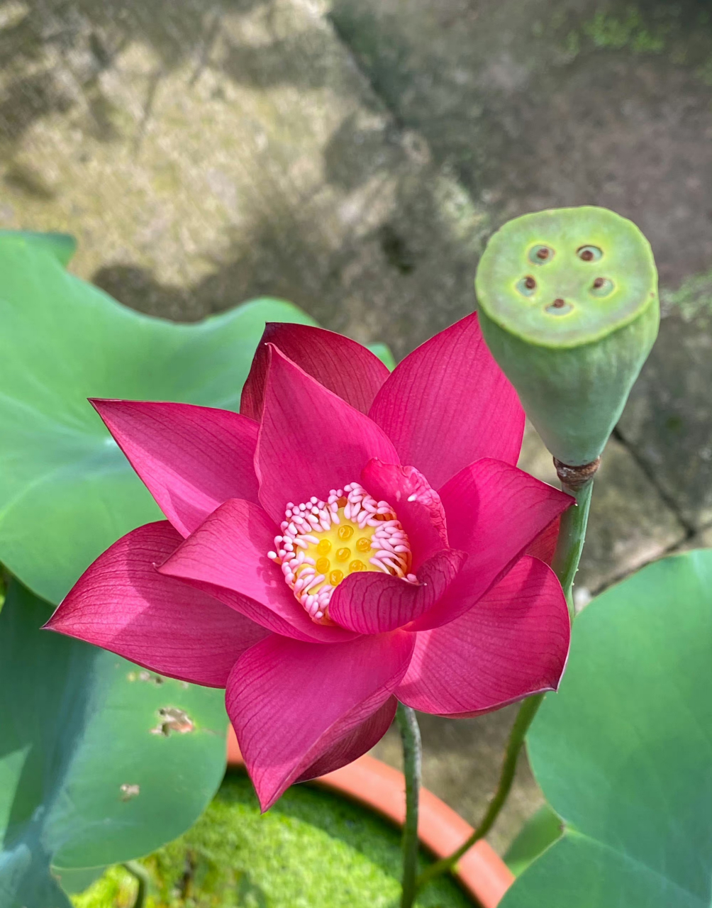 它的花蕊是粉红色的火红荷花,年年荷花开 岁岁人不同 夏来我也来 共度