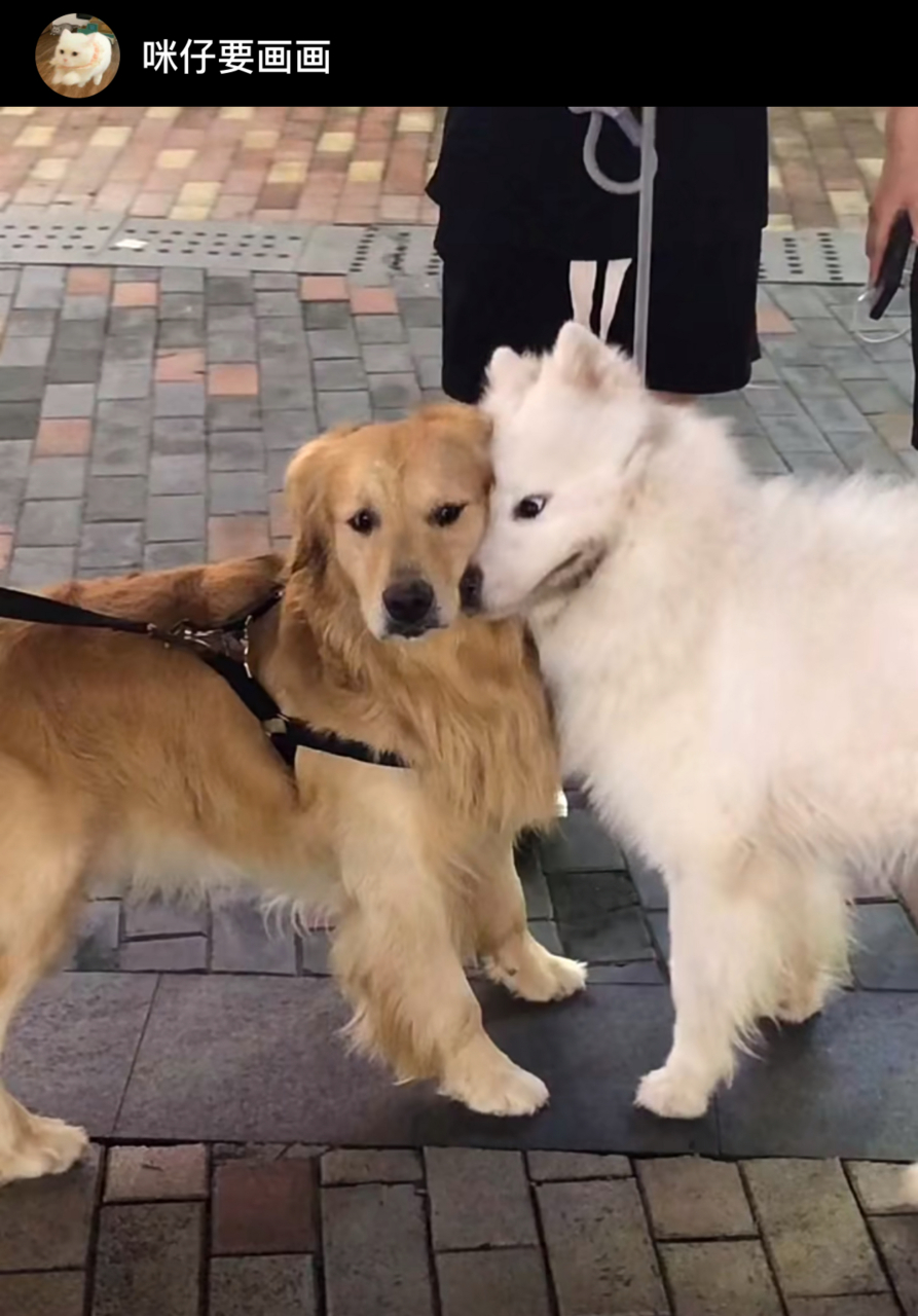 萨摩耶:快点说,咱俩天下第一好!金毛:我当时害怕极了,哈哈哈哈