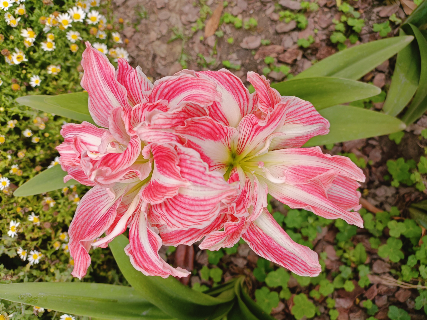 把鹤顶红花送开店做生意的的朋友特别适宜