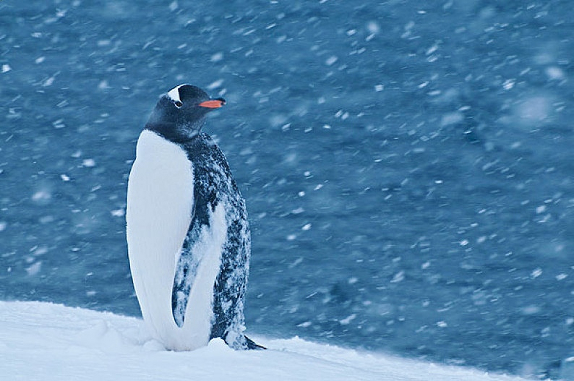 极地的小企鹅,在冰天雪地中求生存,面对严寒的风雪,它们展现出的是