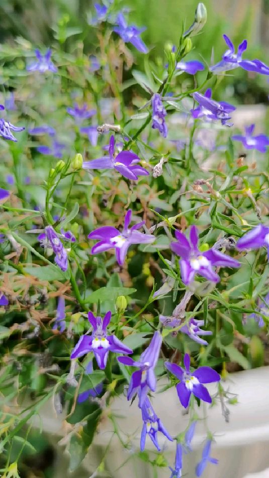 六倍利翠蝶花花半边莲