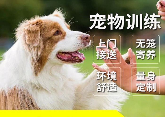 北京训犬基地-狗狗训练