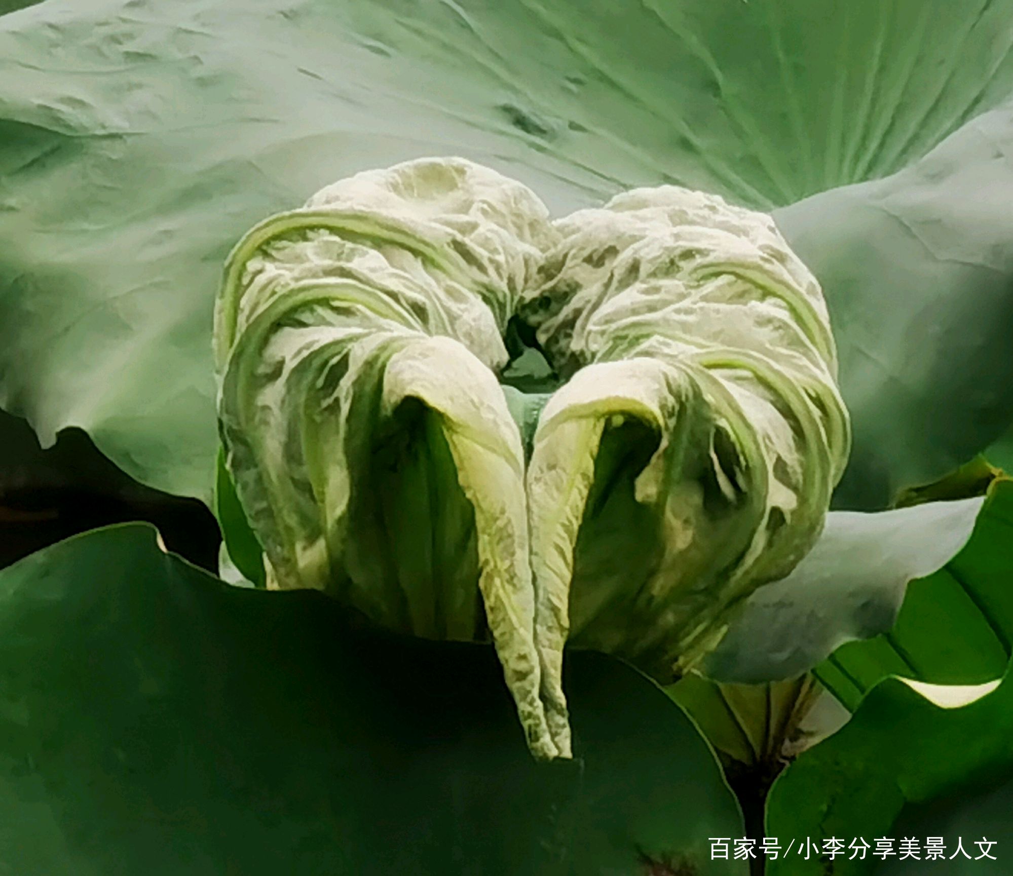 如何把荷叶拍摄出唯美效果?我们可以尝试4种方法