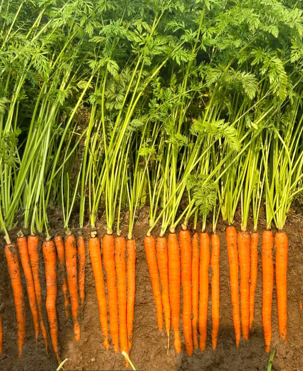 我种的胡萝卜丰收了,怎么样,长得不错吧!