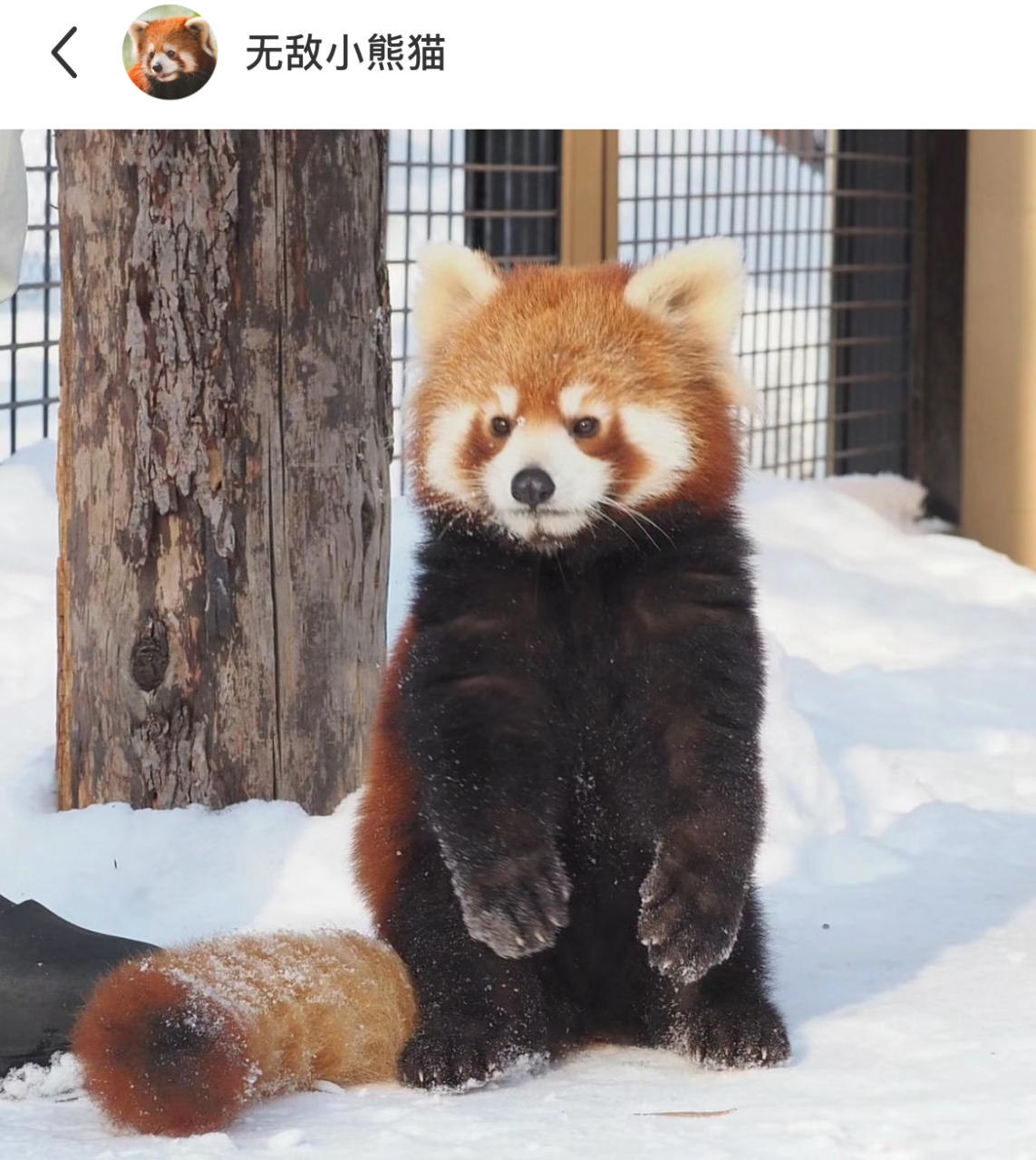 小熊猫:没错