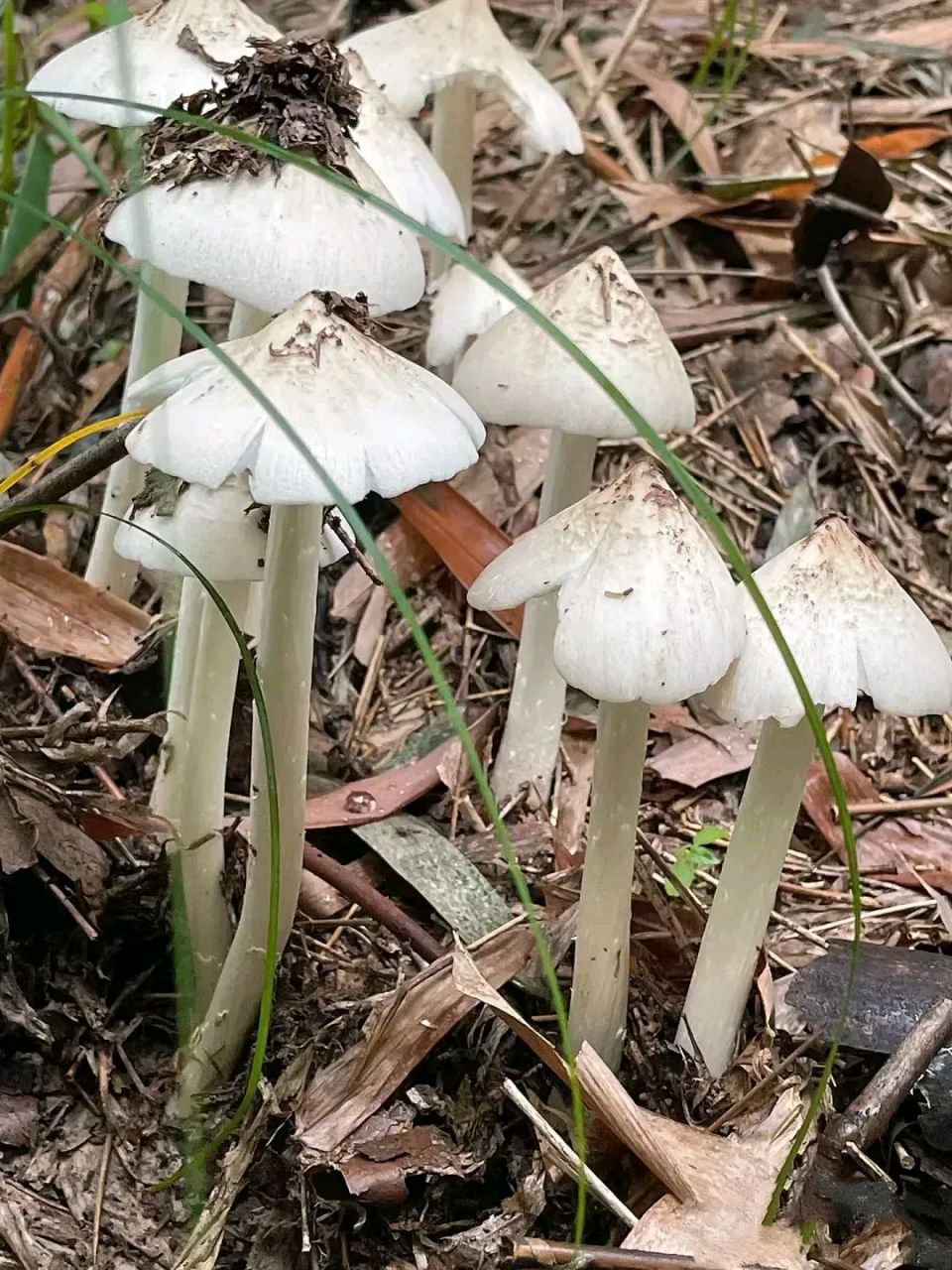 对此你怎么看,你知道这是什么菌子吗,能不能采摘带回家做