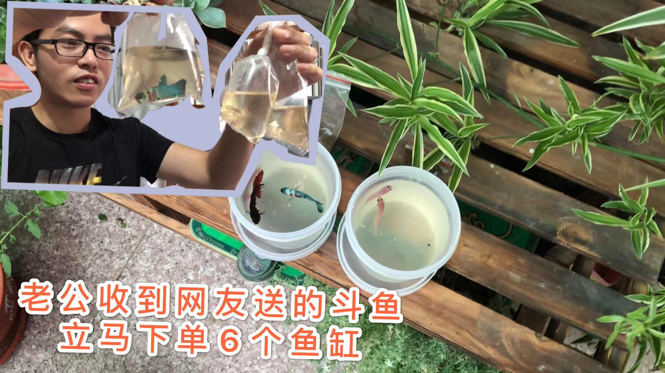 老公收到网友送的泰国斗鱼,开箱惊喜鱼真漂亮