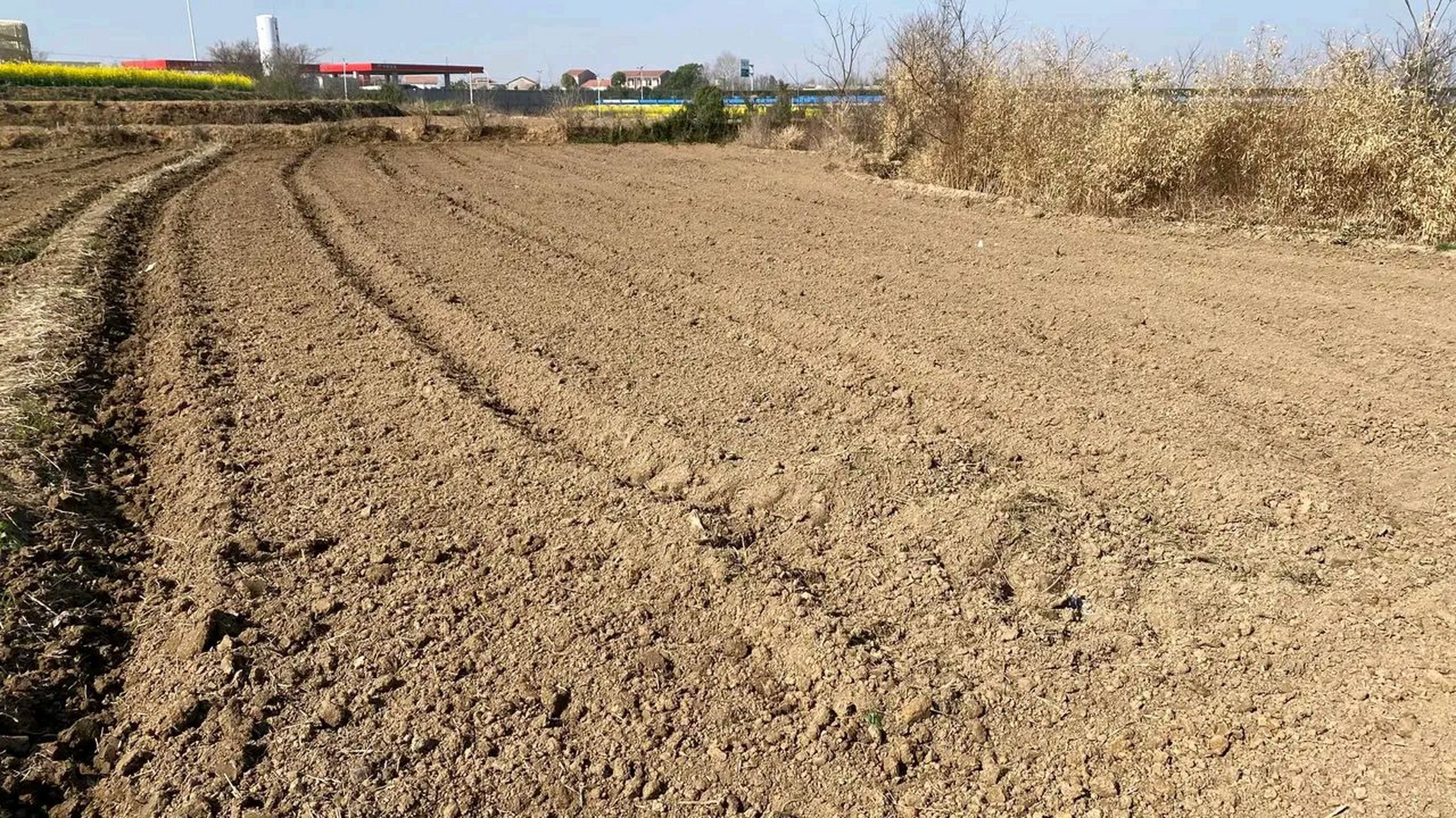 请大机子耕了5亩,自己用微耕机耕了3亩.