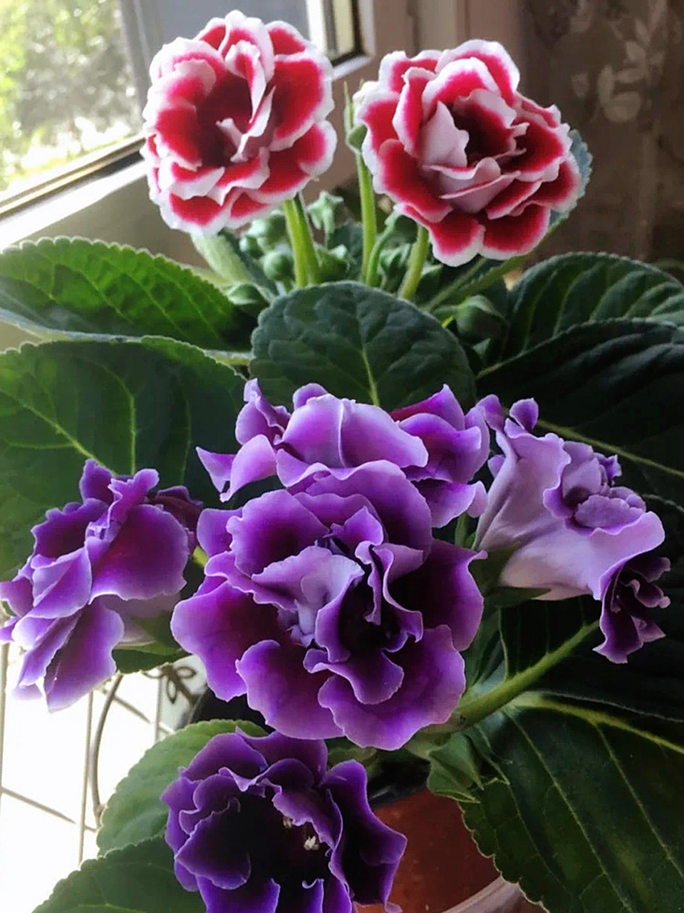 阳台可以养大岩桐吗?