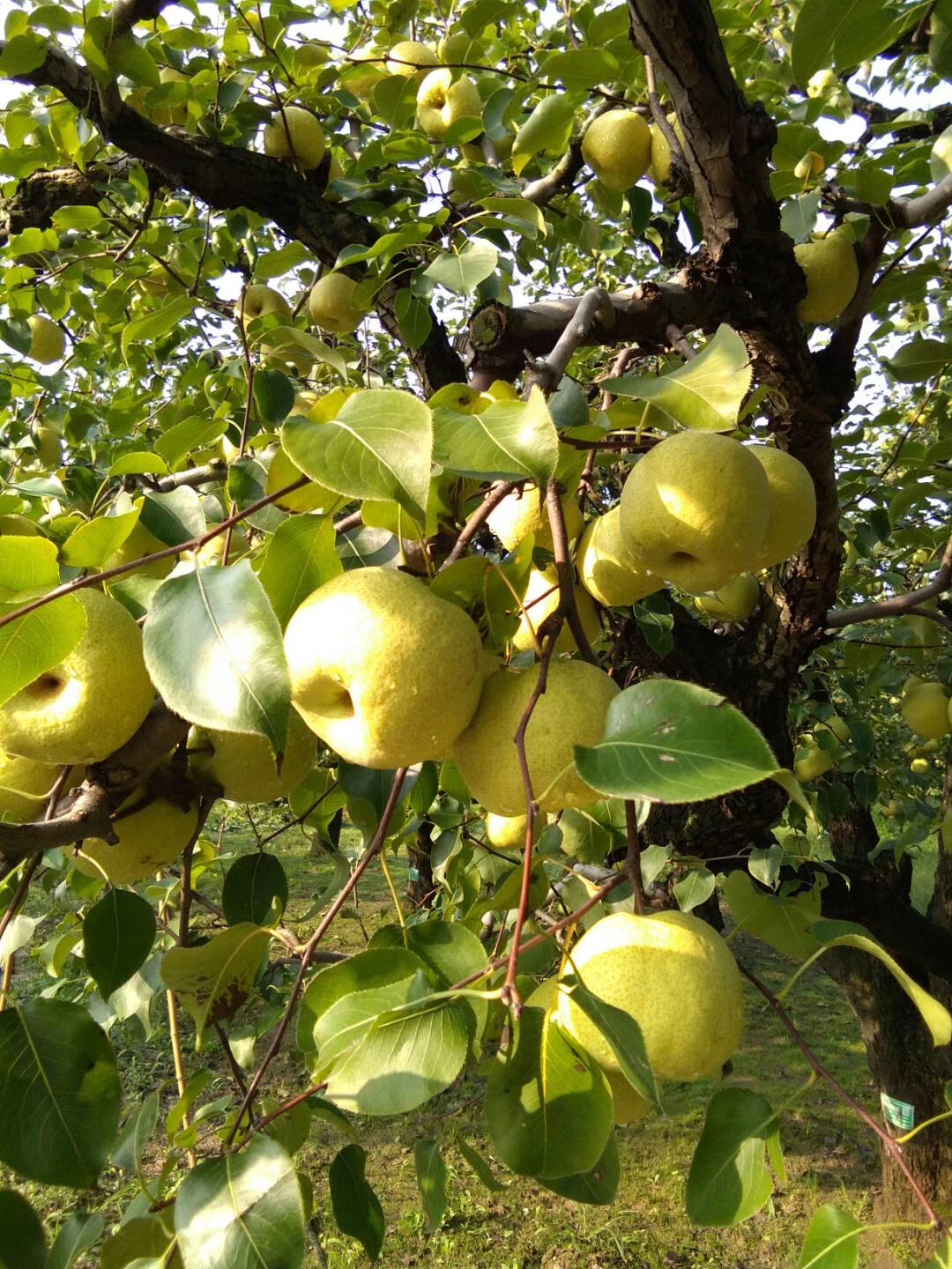 百年老树砀山酥梨