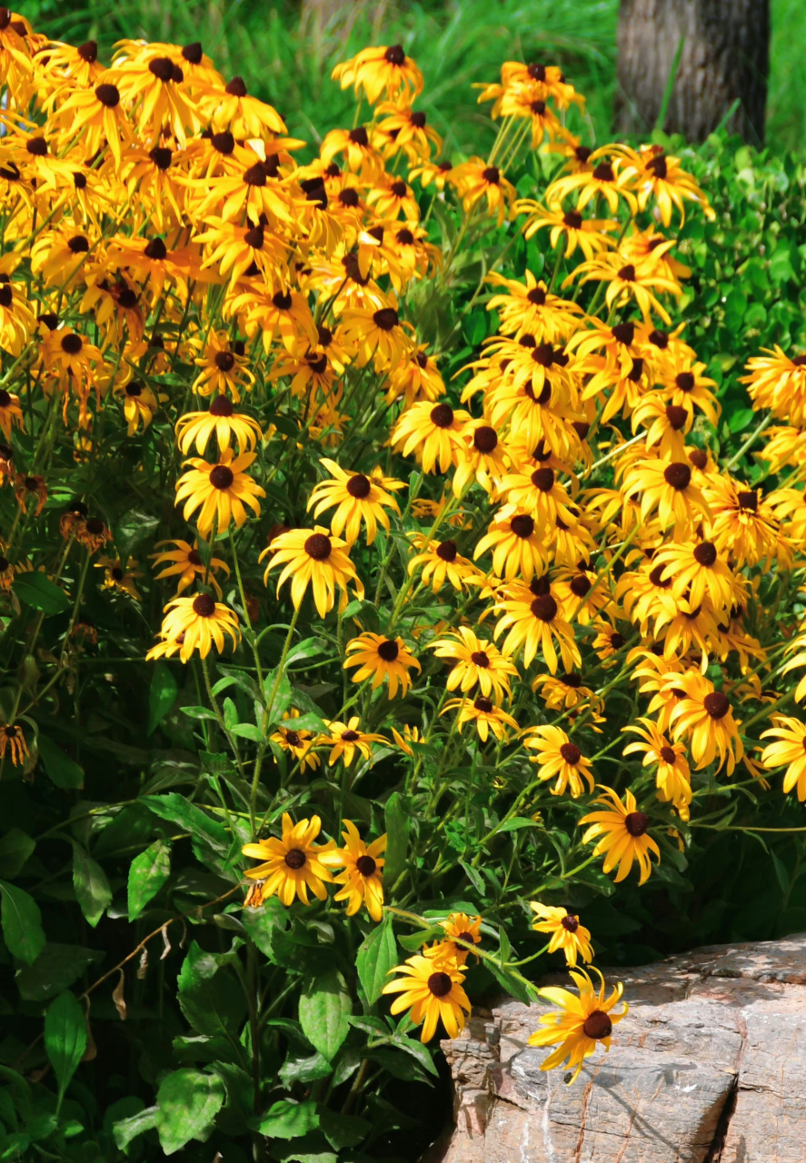 黑心金光菊,七月黑蕊金菊,无声自芳,金灿灿的金光菊～自带光芒微风.