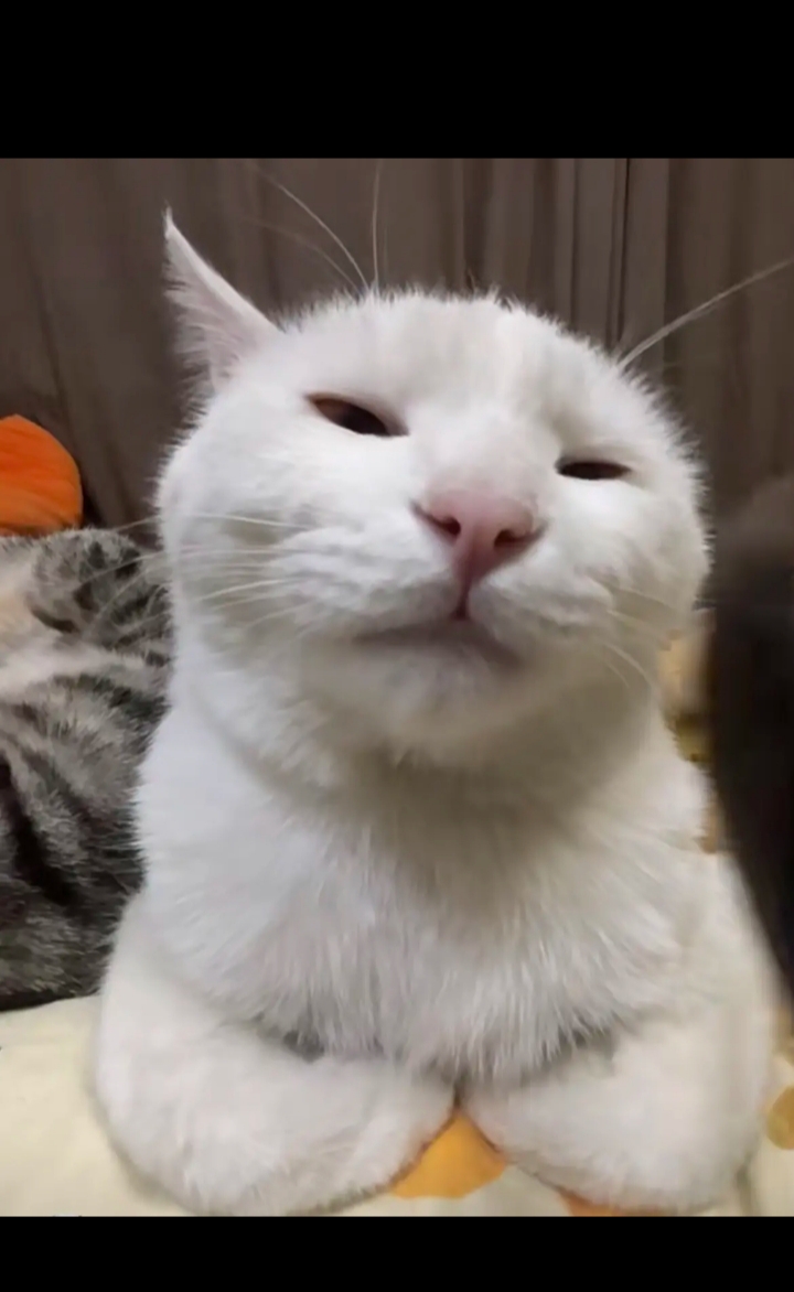 就喜欢这种不屑的眼神,更爱它了