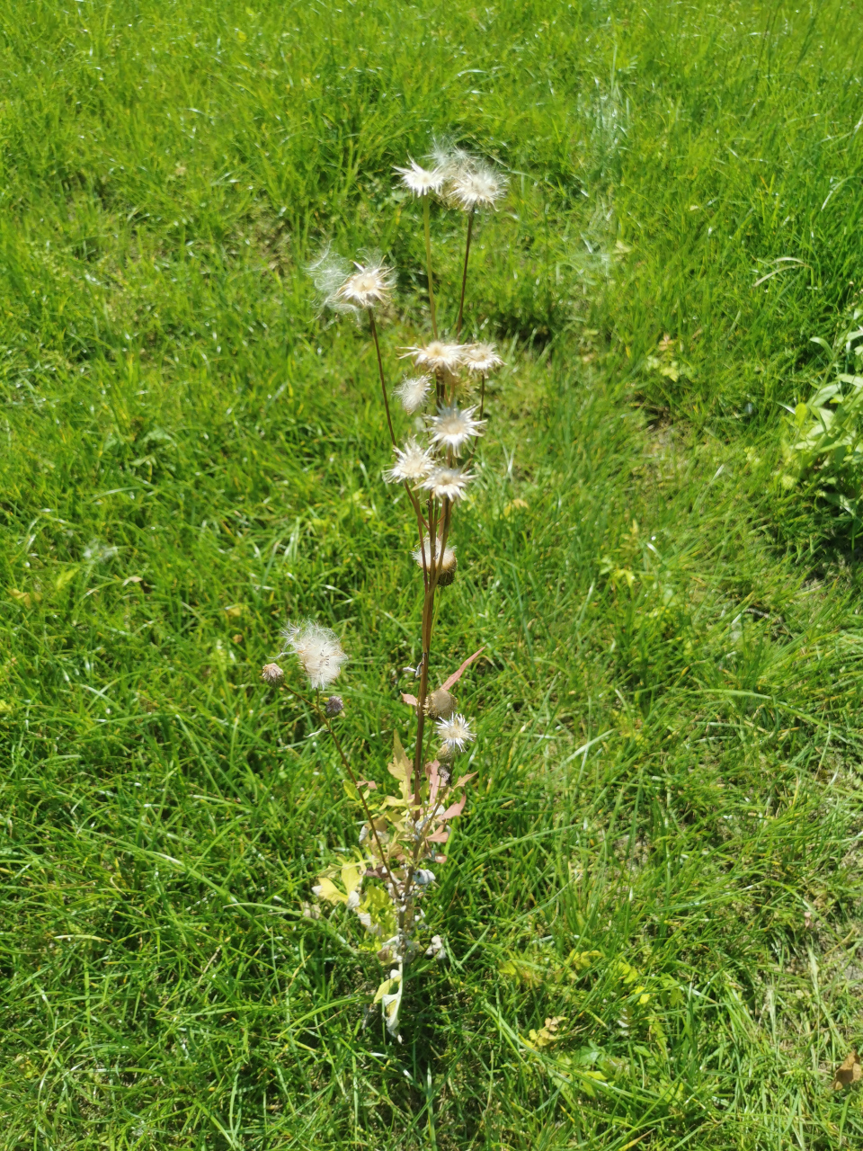 泥胡菜与蒲公英图片