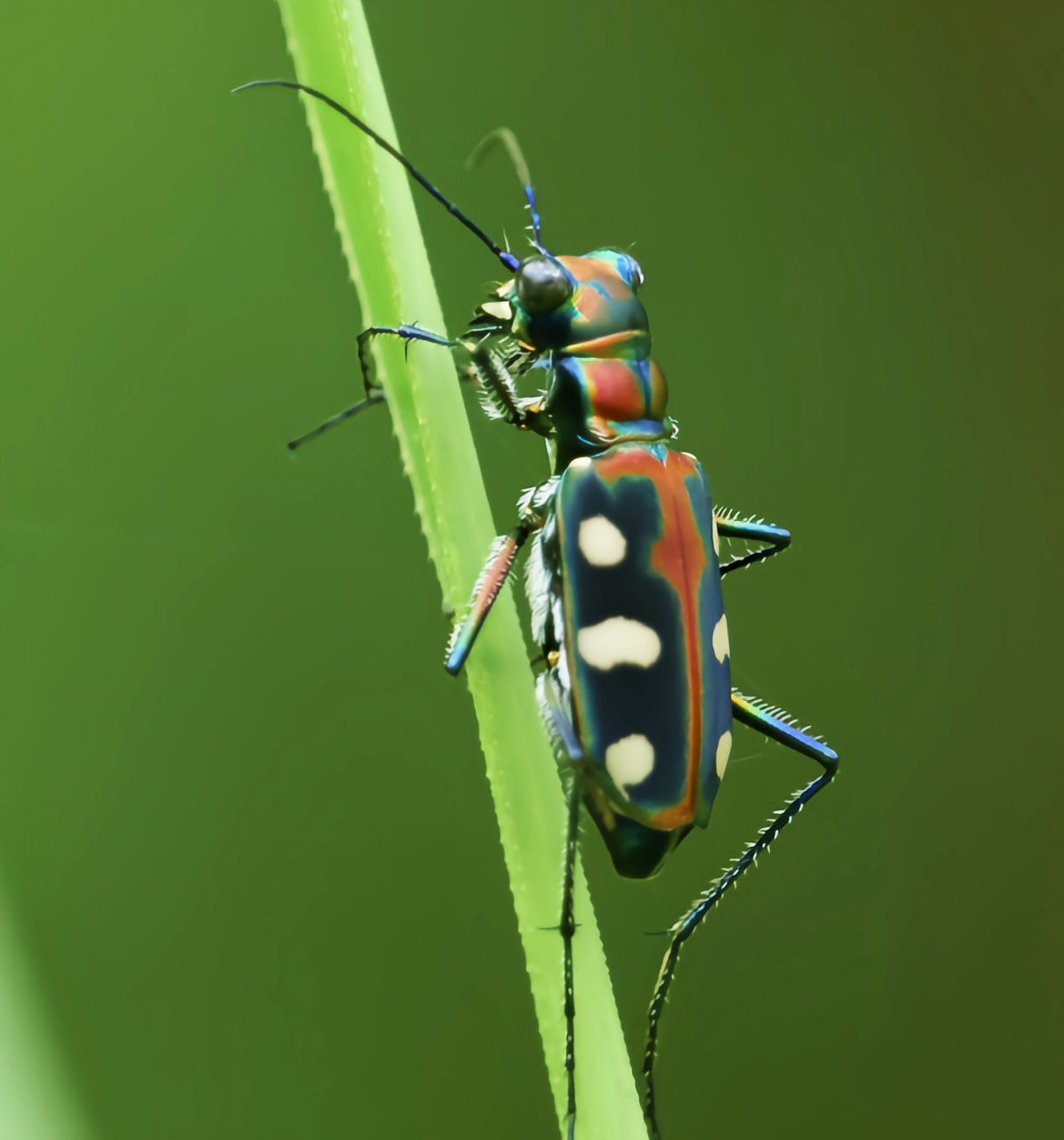 每天认识一种昆虫——金斑虎甲 金斑虎甲是虎甲属昆虫.成中体长1.5-1.