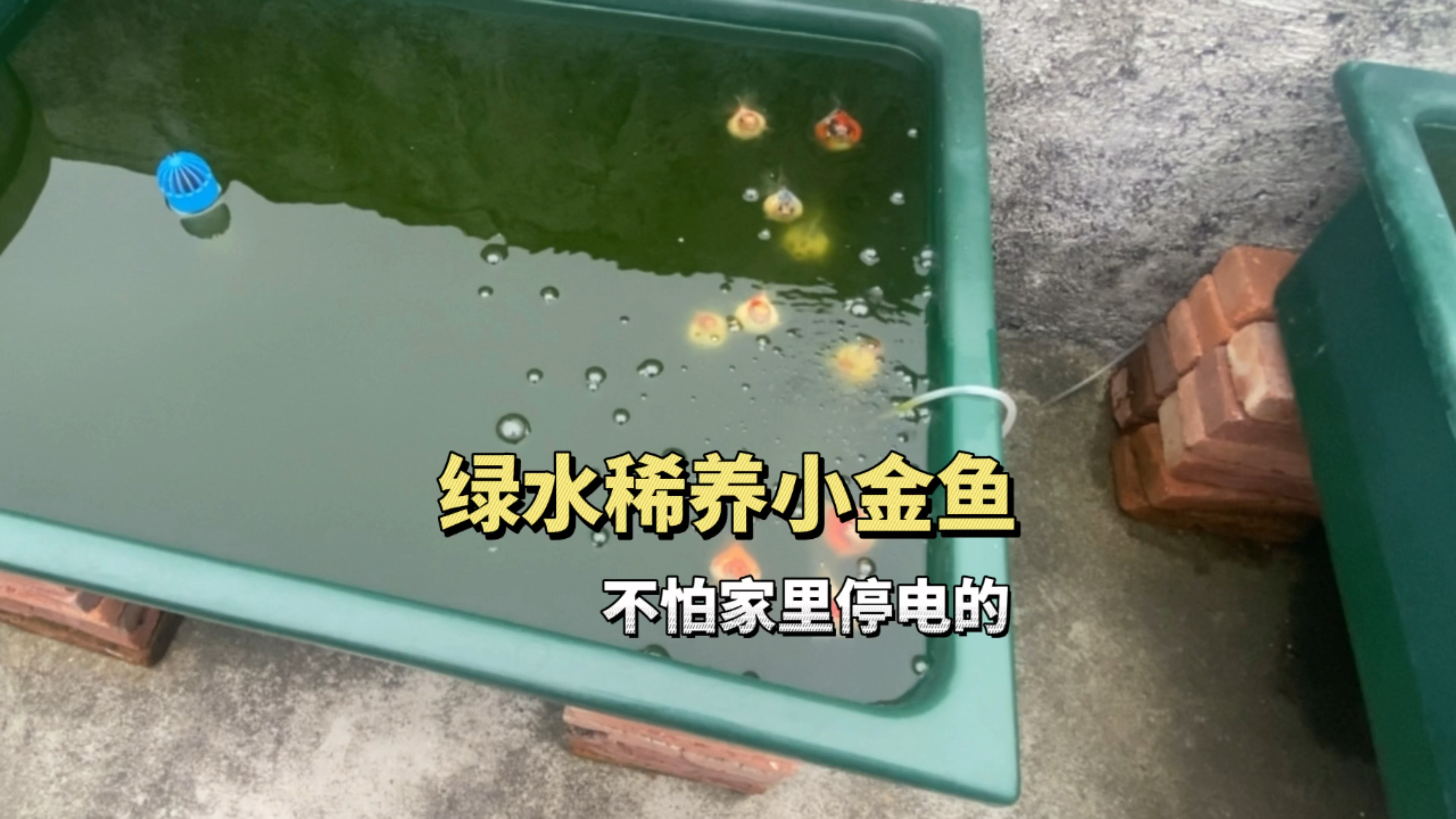 绿水稀养小金鱼的好处多,家里停电了都不怕鱼缺氧