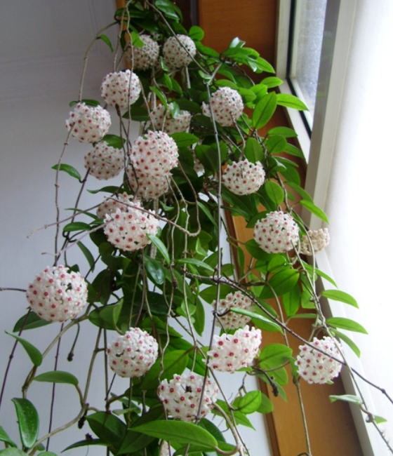 室内爬藤植物都有哪些好养