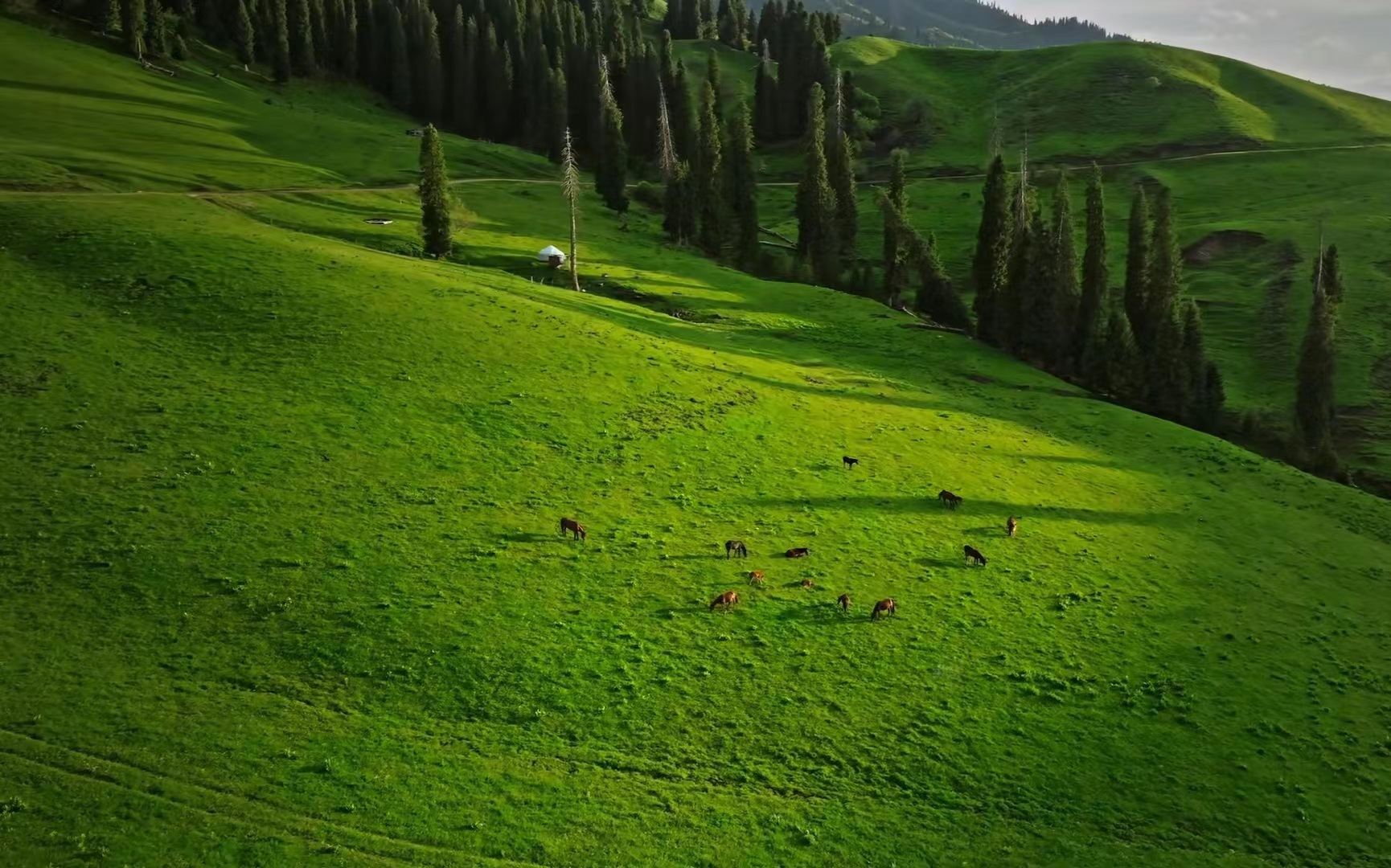 新疆人间绝色,伊犁恰西草原