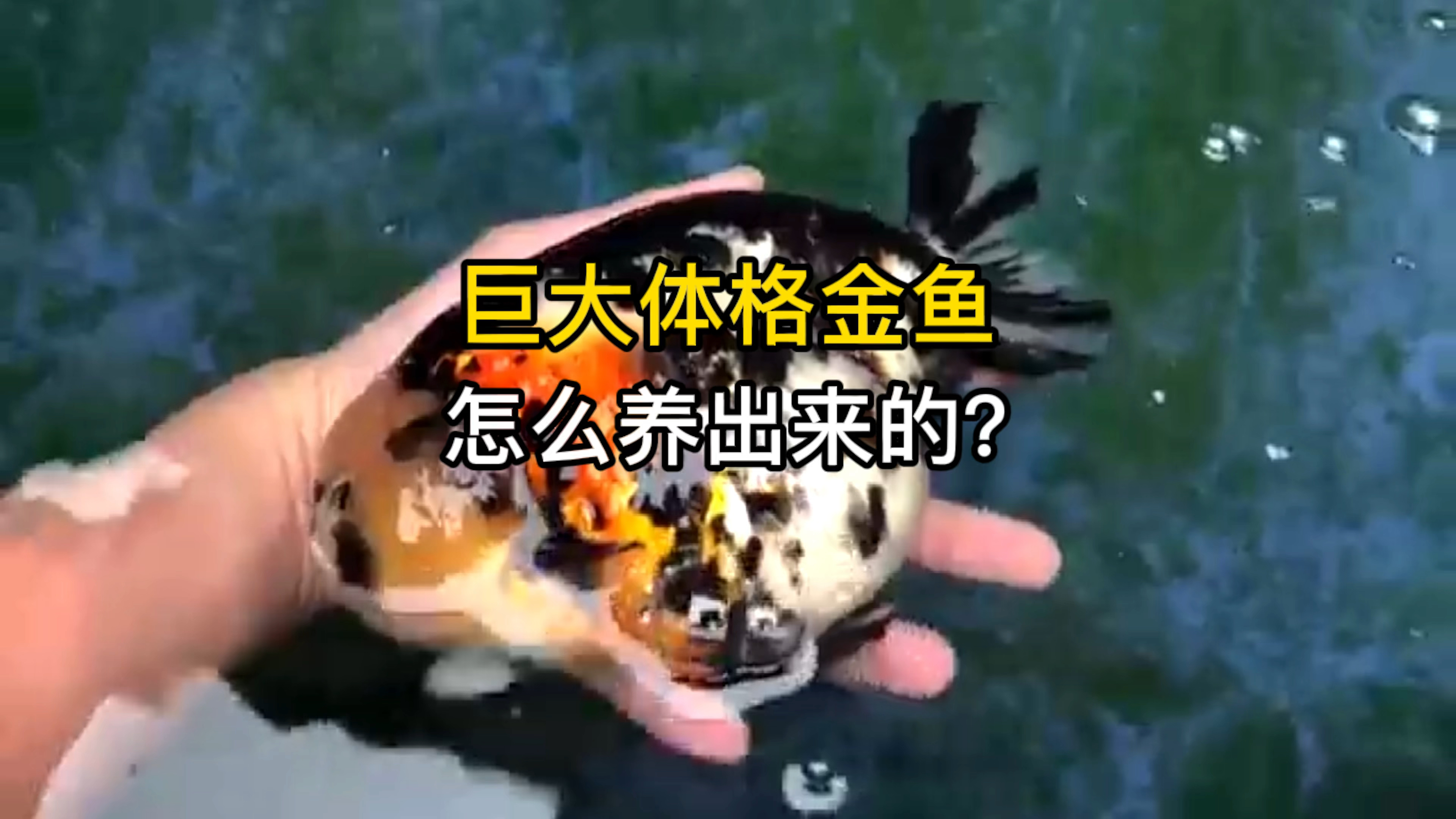 巨大体格的金鱼是怎么养出来的,我们一起分享一下细节