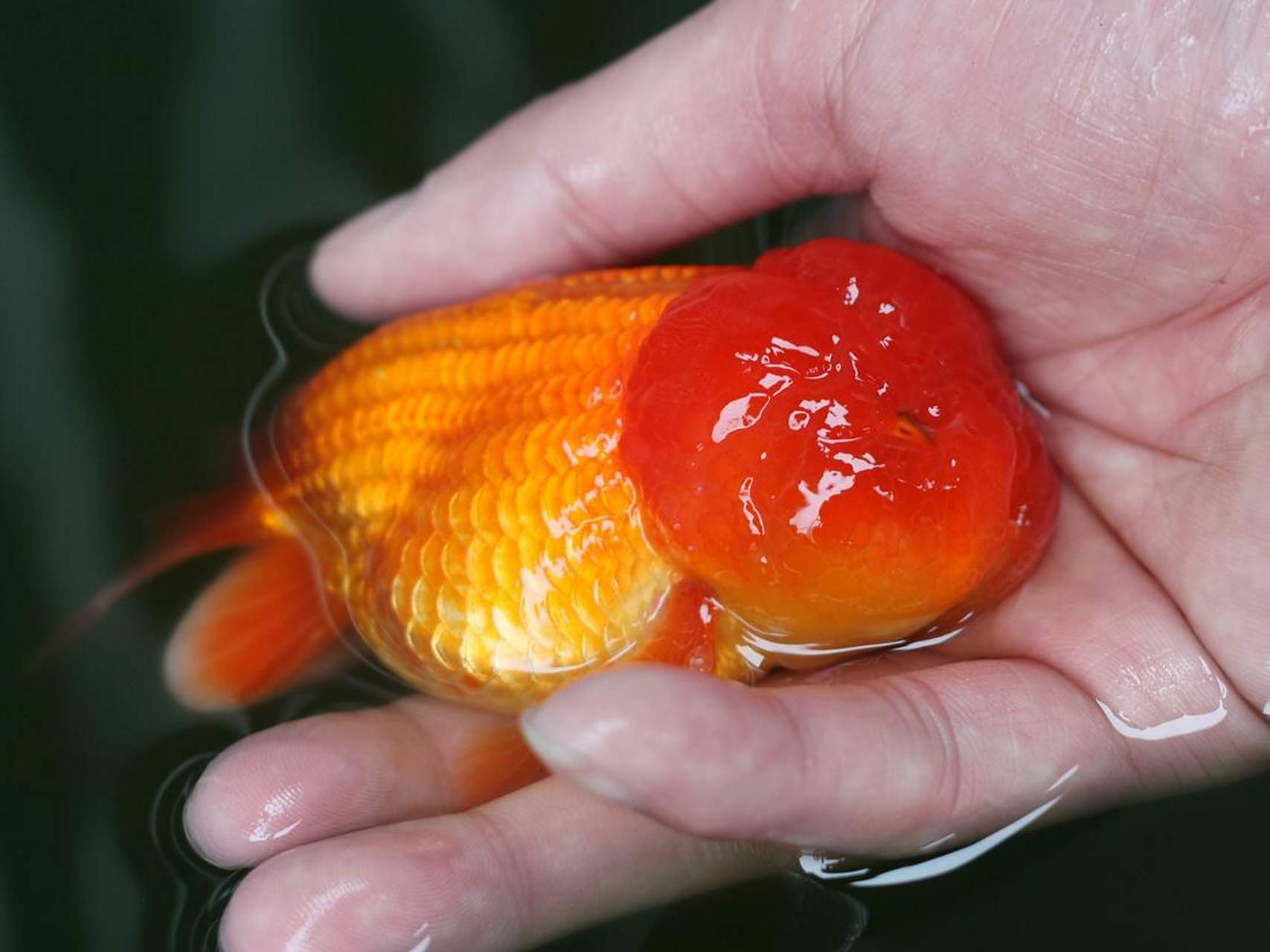 🐟猫狮,是虎头金鱼的一种,体短圆,鱼鳍短小,粗胖的可爱,头部头茸丰