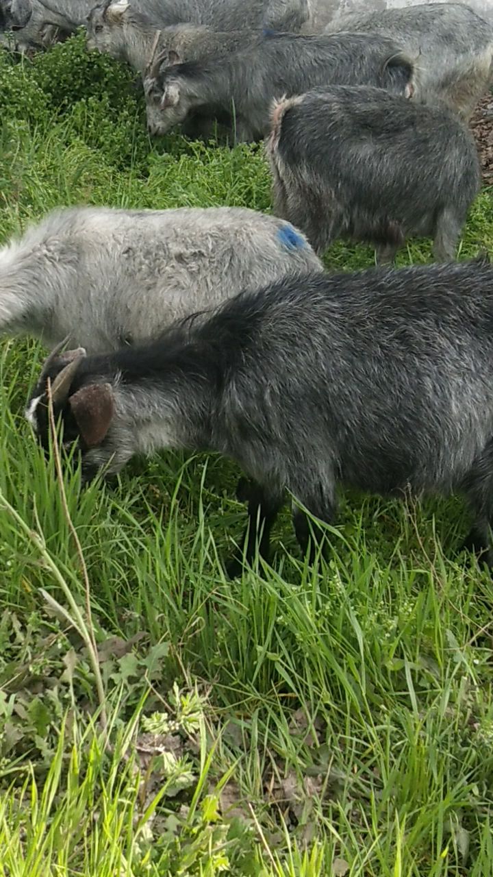 青山羊繁殖快一年二窝年产10羔