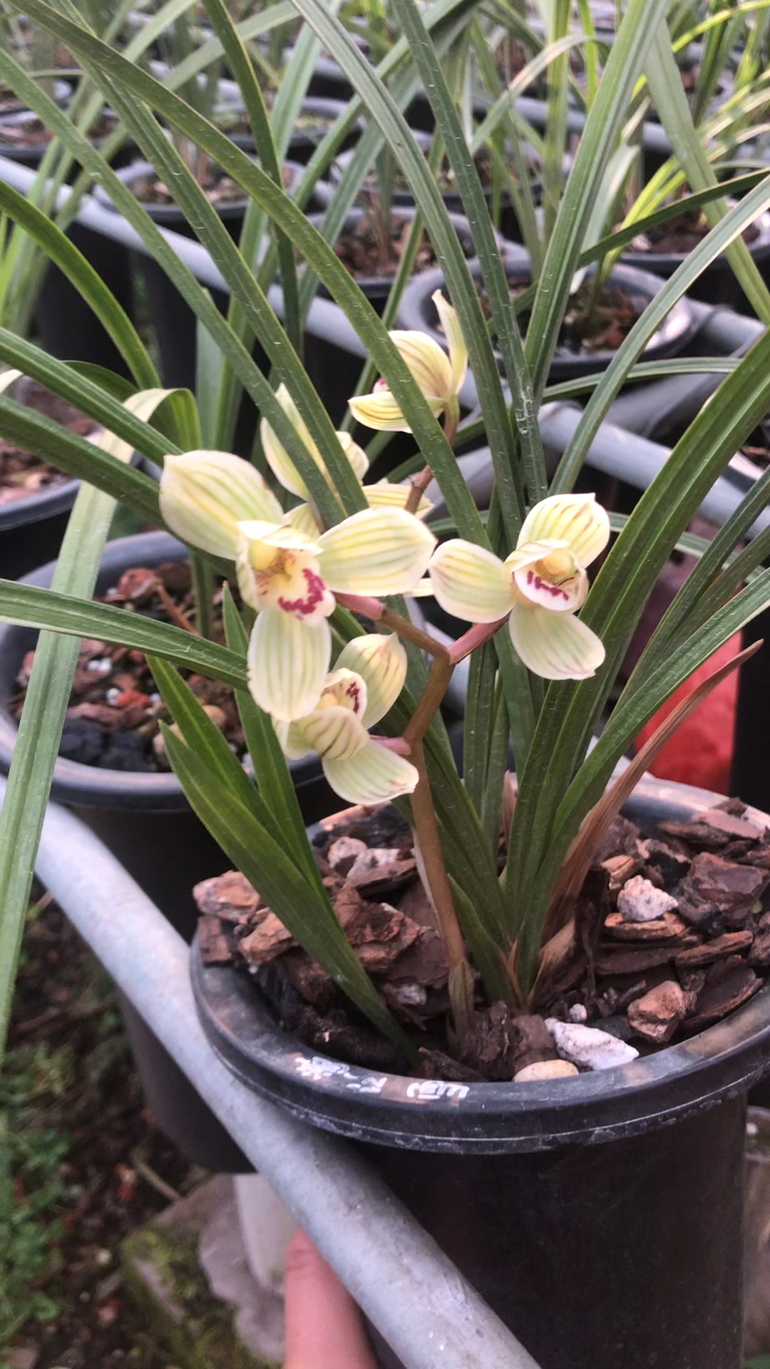 兰花莲瓣兰浓香荷瓣靖荷 漂亮-度小视