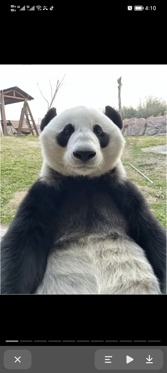 震生一定是功夫熊猫的原型,要不怎么会这么像.