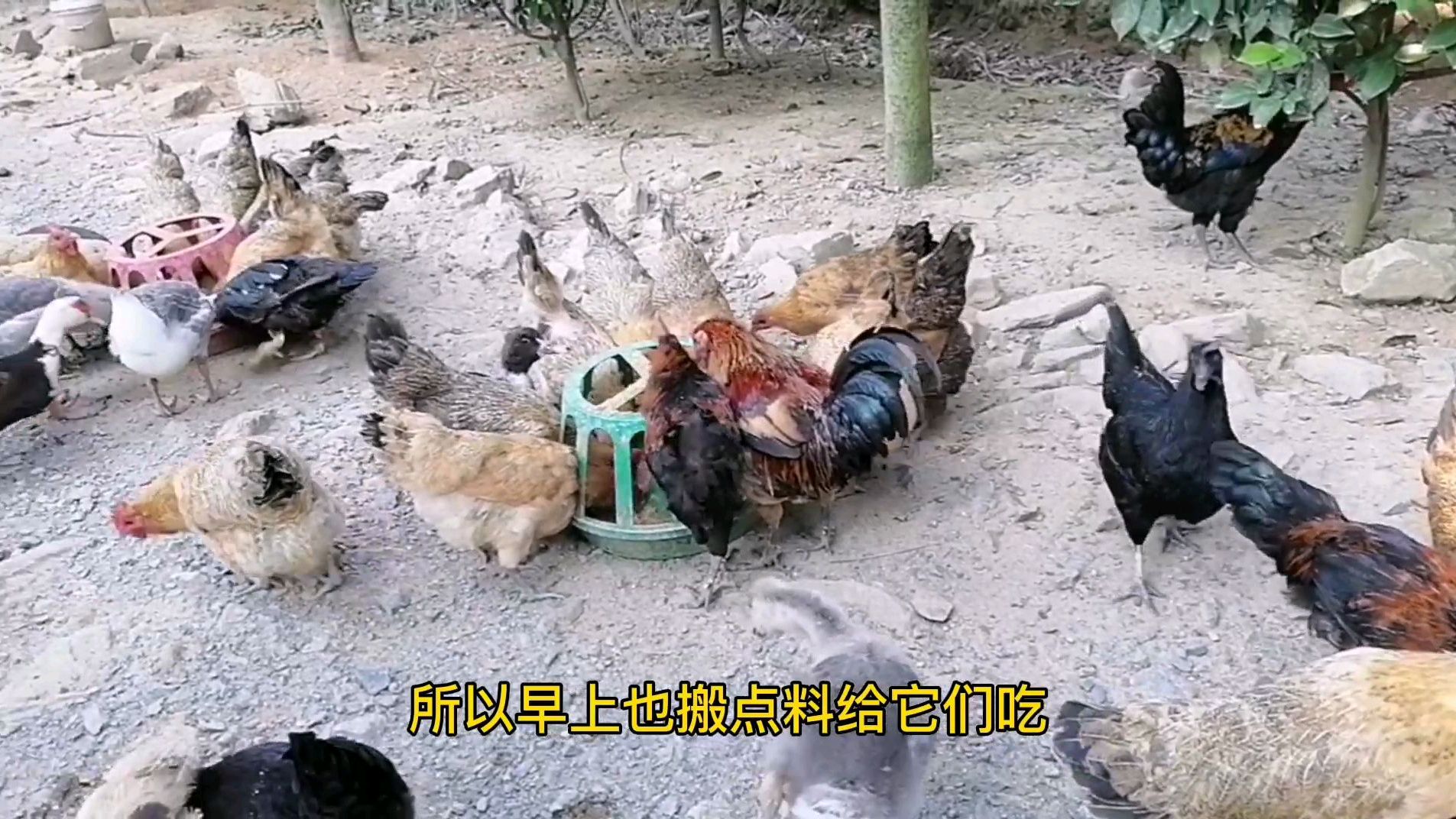 这个季节是肠炎的高发时期,喂点药给鸡鸭鹅预防一下