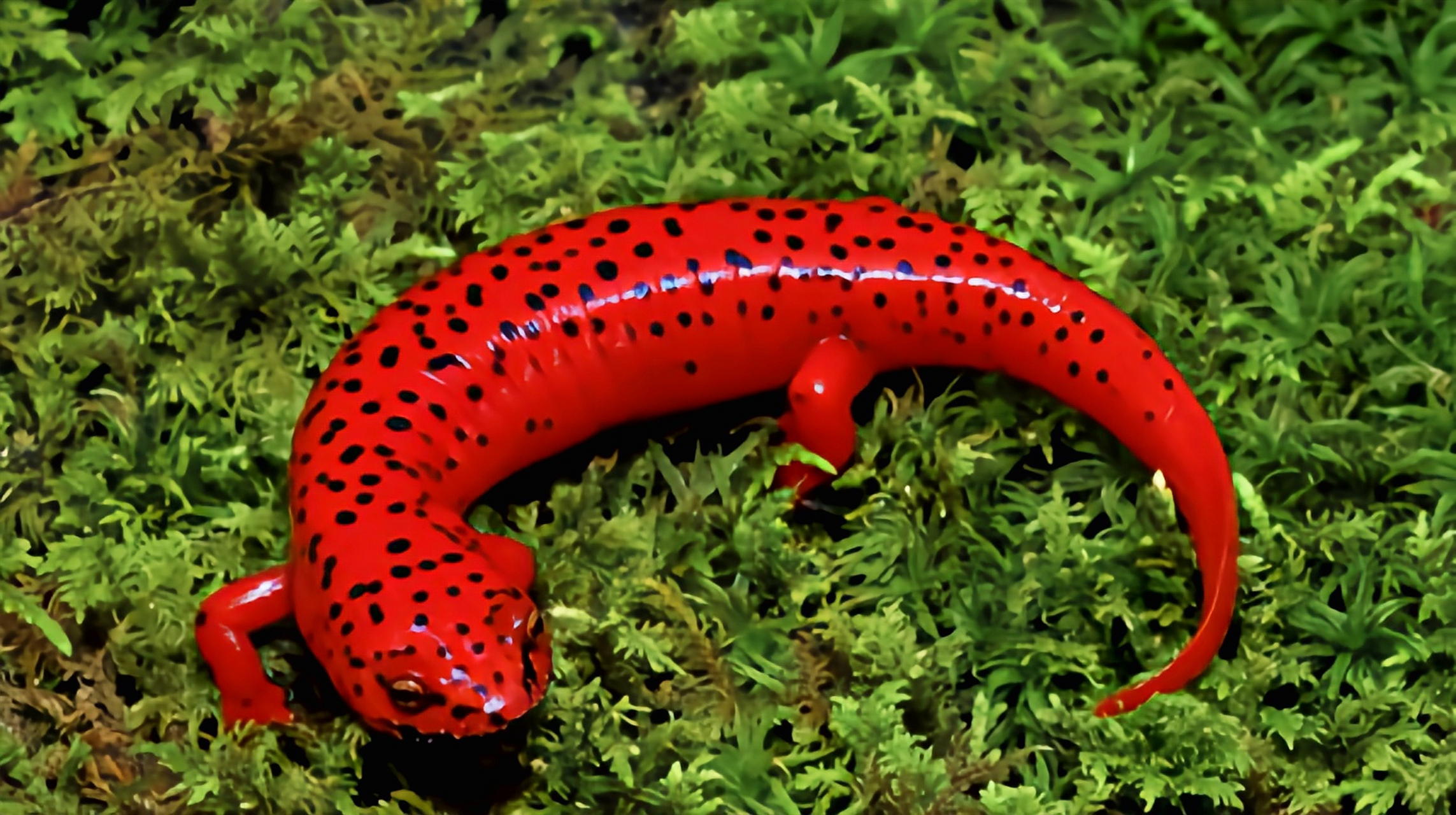 每天认识一种动物——美国红蝾螈 美国红蝾螈别名北部红色土螈,是美国