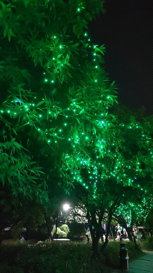 美丽的夜景,沙井海上田园