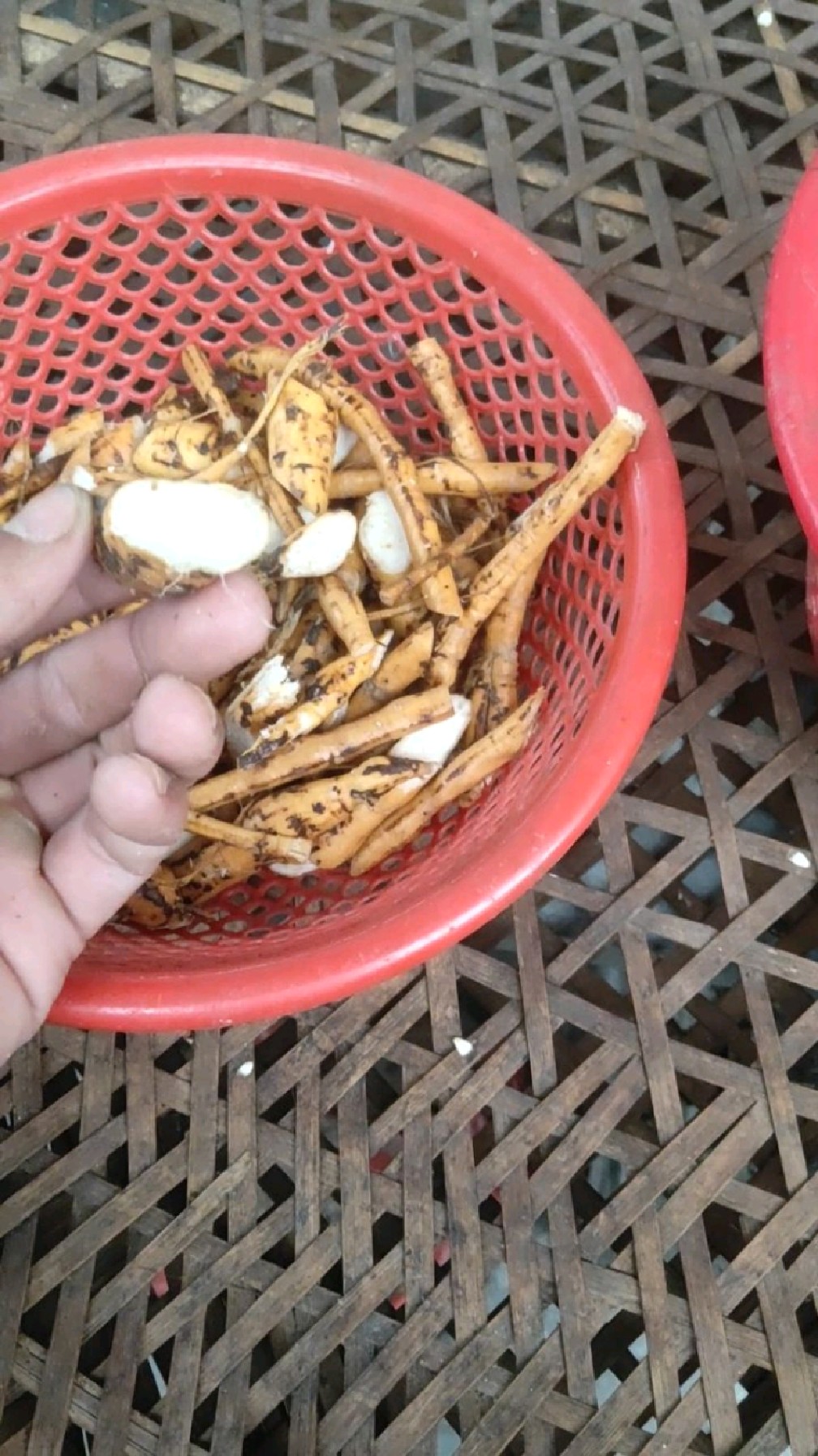 晒牛大力泡酒,牛大力配五指毛桃