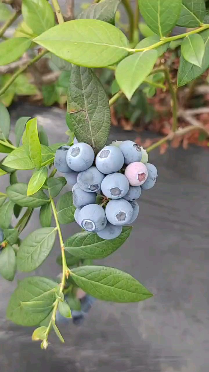 莱克西蓝莓苗适合广东种植吗?莱克西蓝莓苗适不适合发展