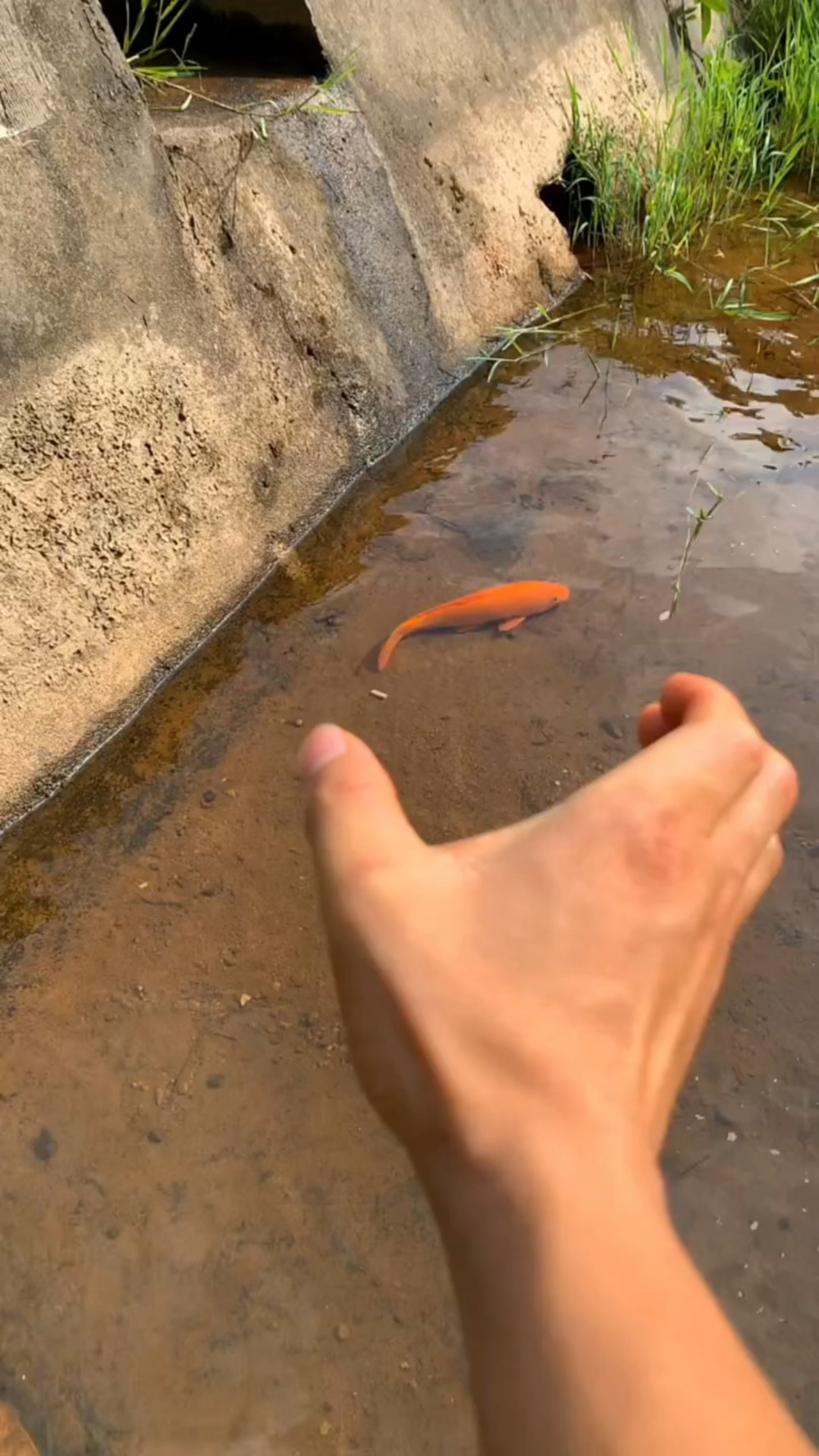 徒手抓鱼你们见过吗