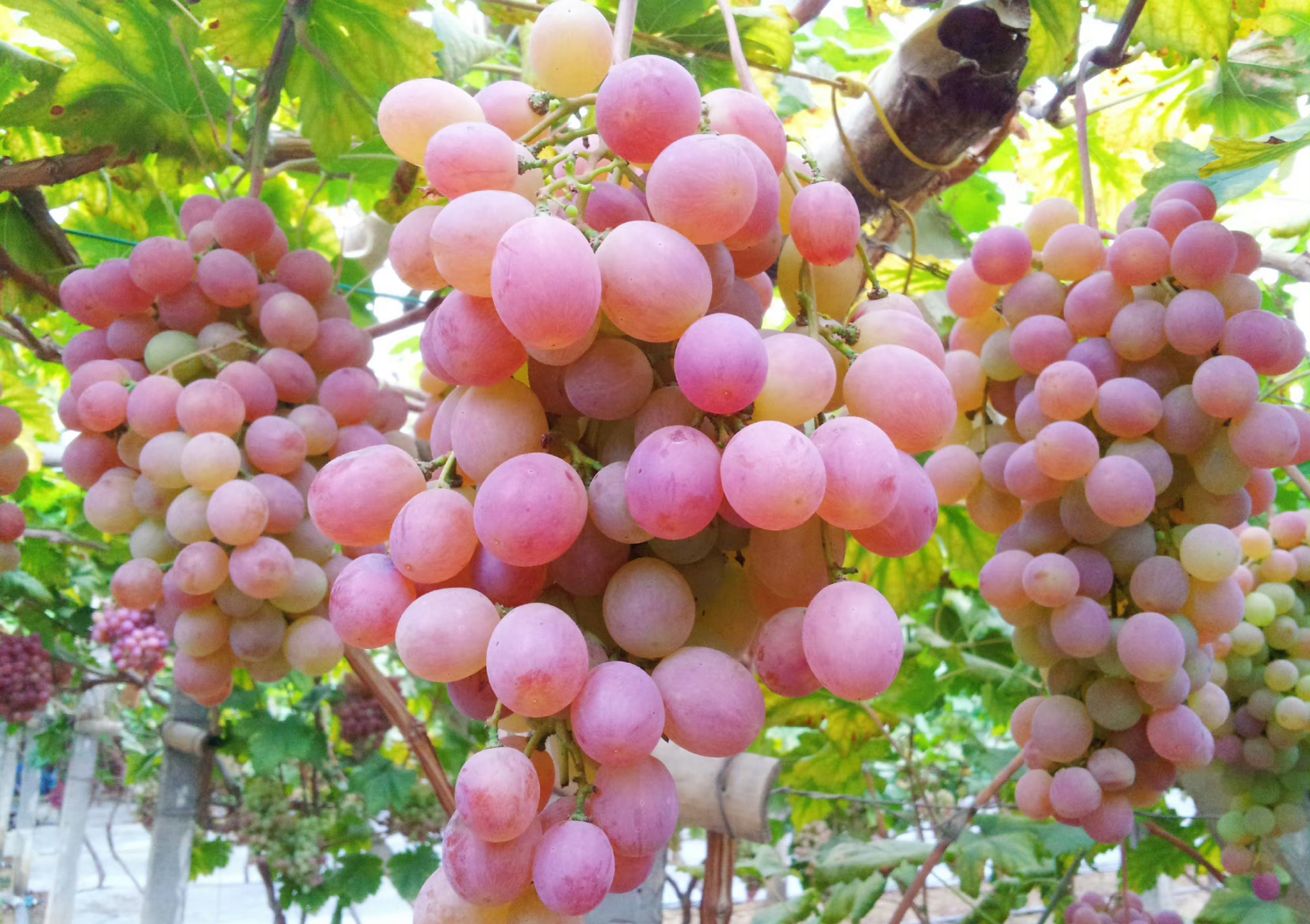 红提,又名:红地球,晚红,葡萄科葡萄属植物.