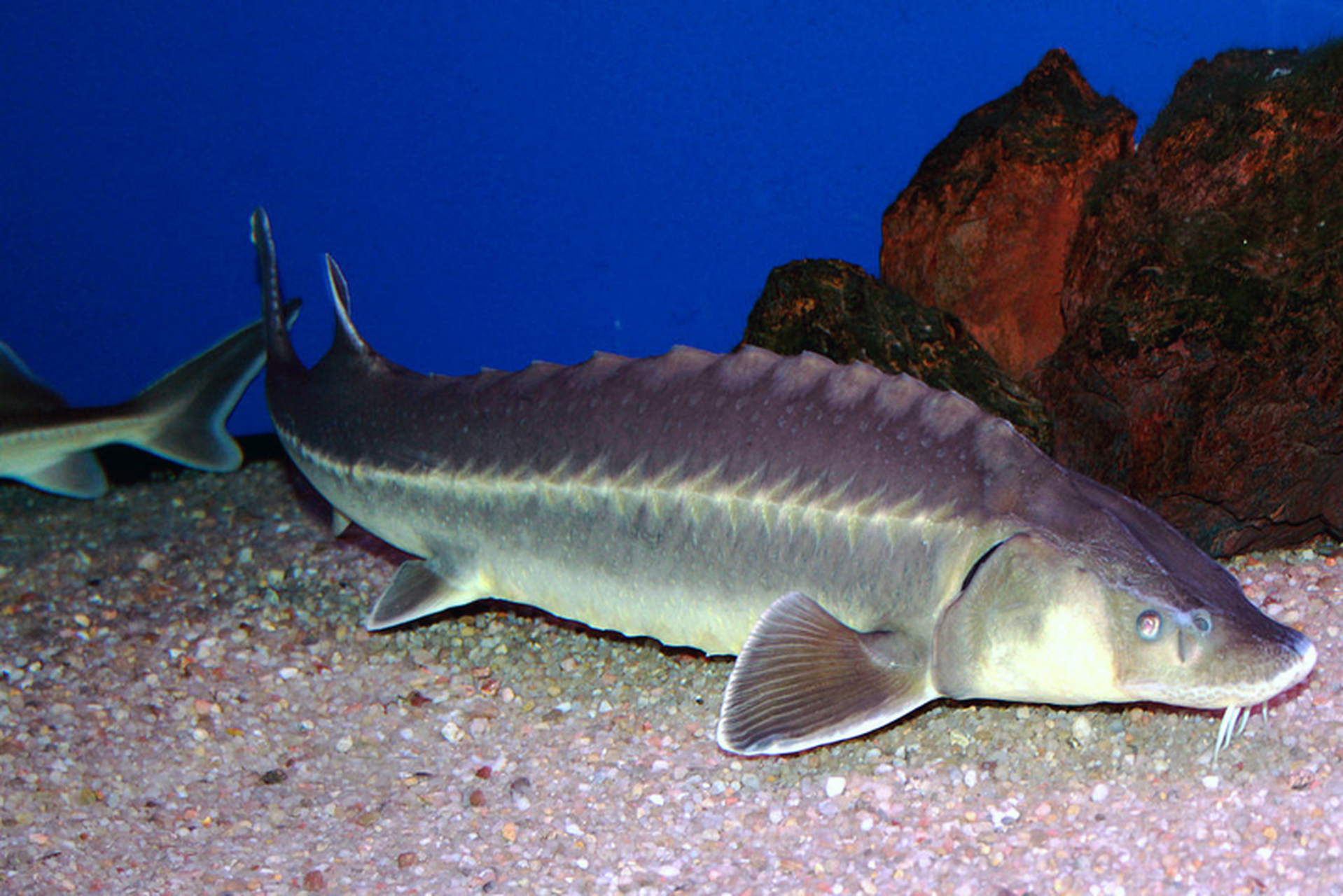 中华鲟(学名:acipenser sinensis;英文名:chinese sturgeon):是硬骨鱼