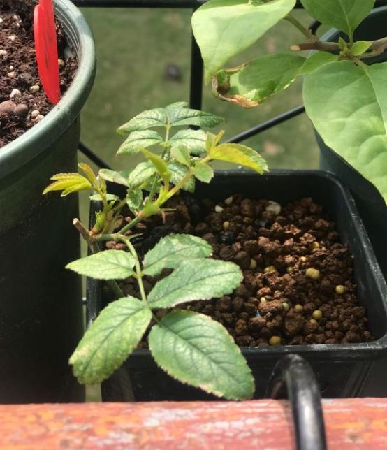 综合比较似乎天狼的水溶肥确实更加接近14-9-19