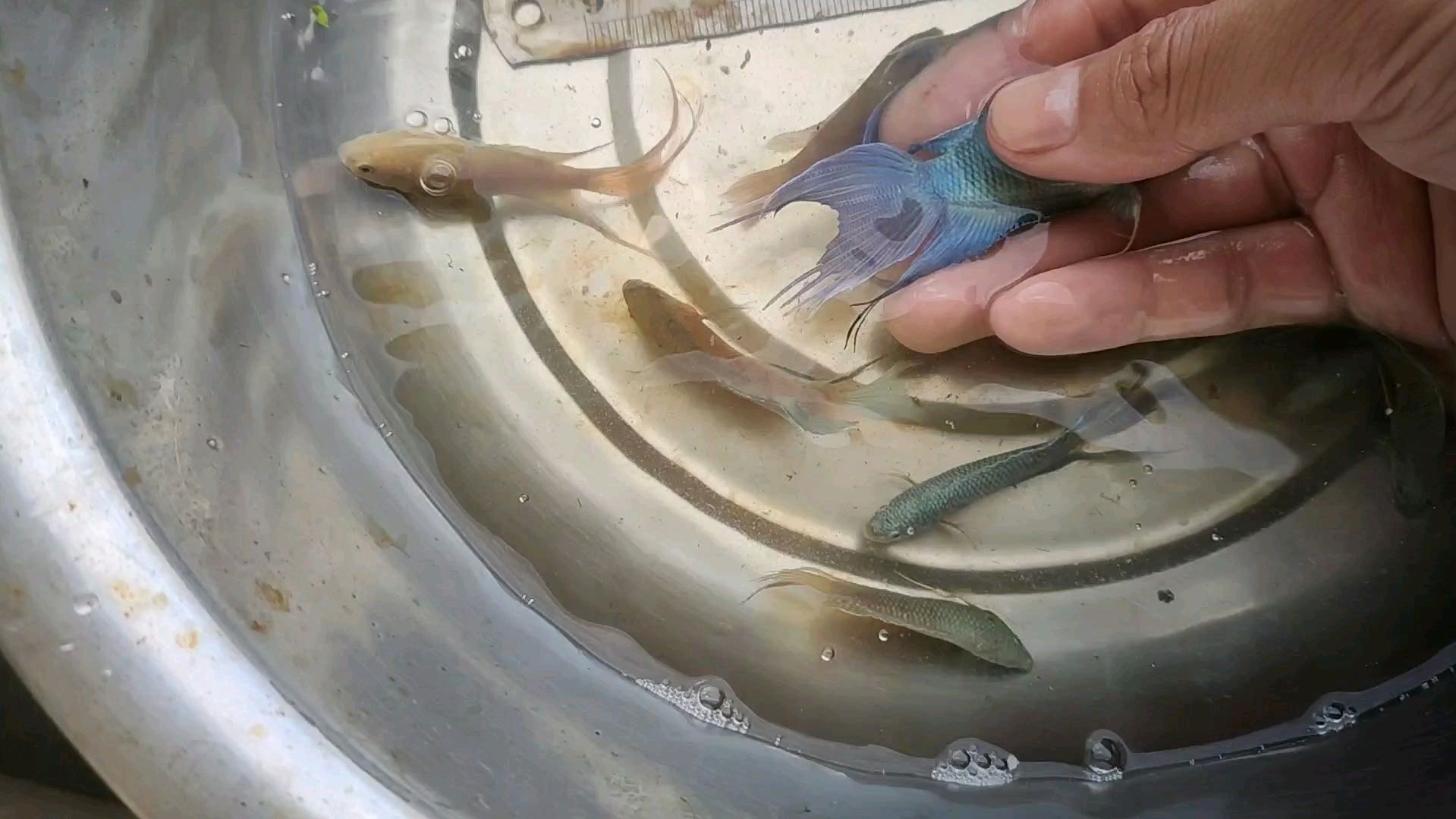 下午发了11块钱,养了三个多月的无纹蓝跟澳火斗鱼,终于开售了