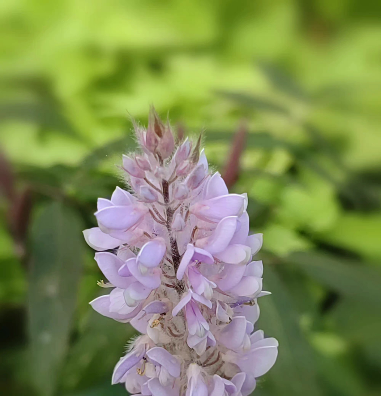 美花狸尾豆:又称美花兔尾草,花瓣蝶形紫粉色,根叶和全草药用,花如兔尾