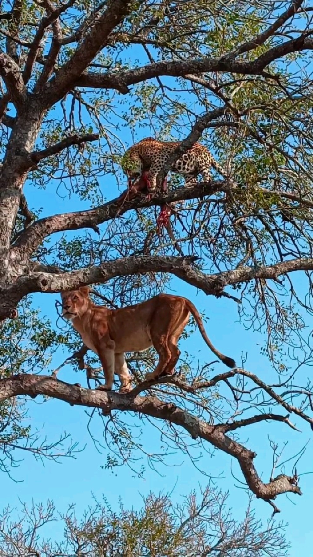 树上的狮子和花豹
