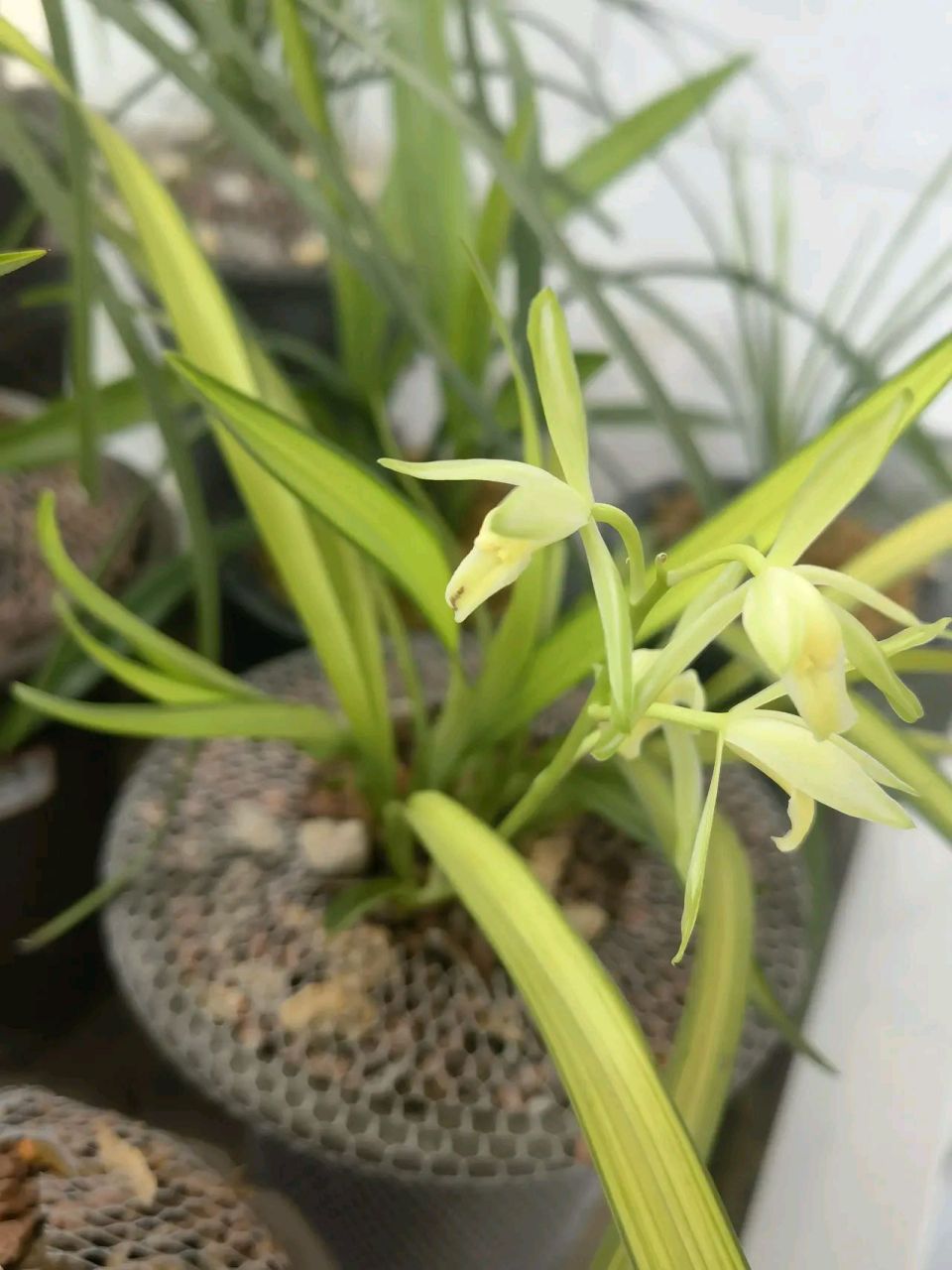 几年前网上买了一棵兰花,后来听说那家店信誉不好,关门了.