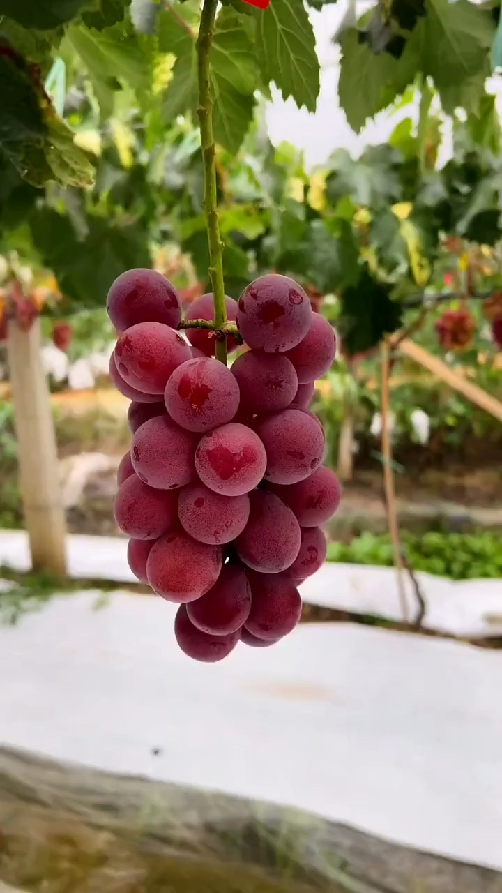 妮娜皇后葡萄苗3309根系嫁接树势旺盛长势快秋季出圃