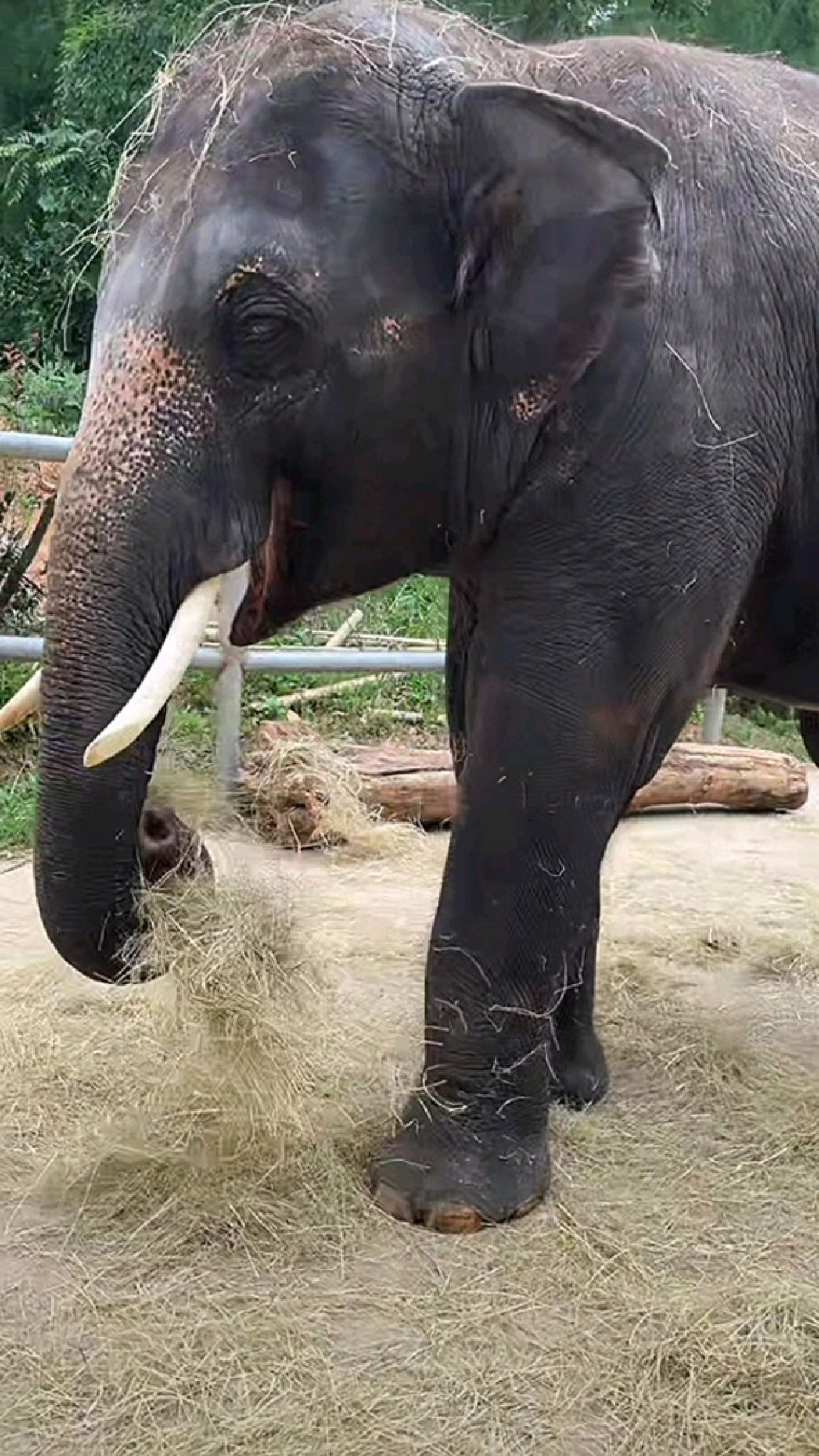 大象的舌头长什么样子?来野生动物园揭秘