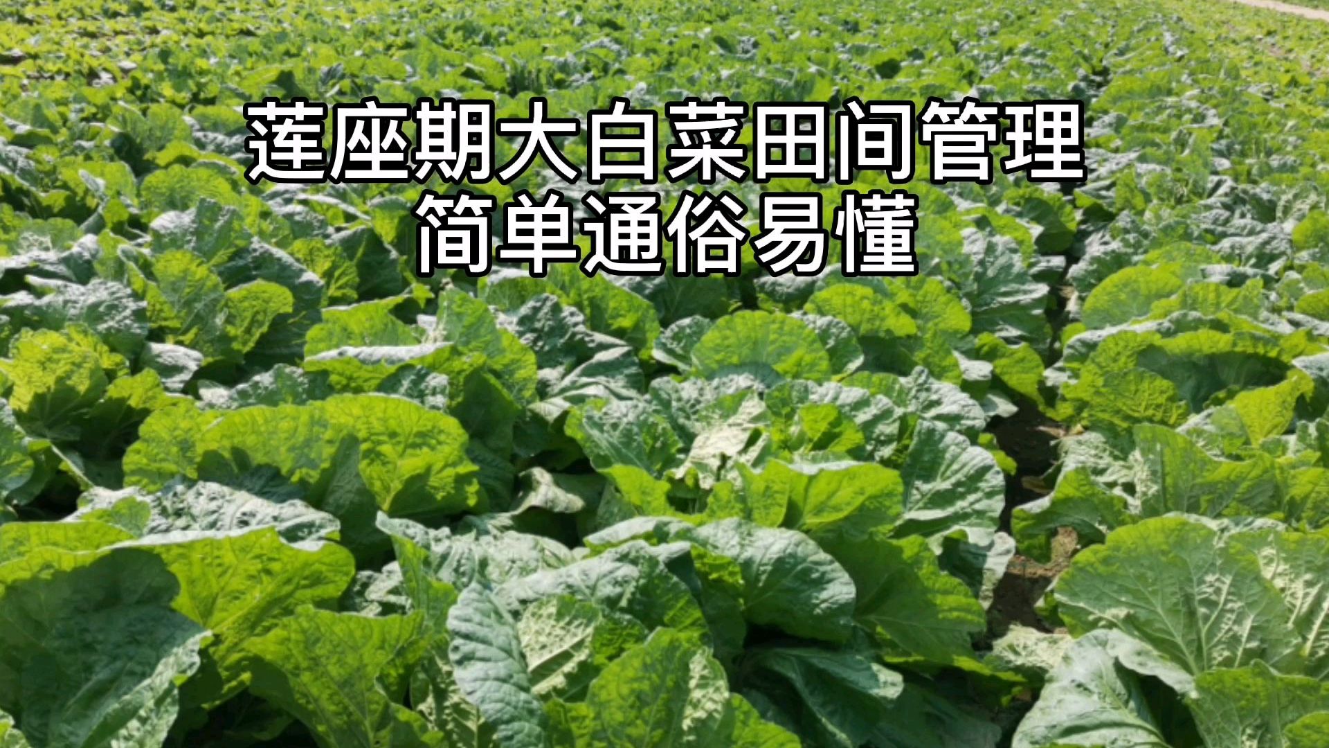 大白菜莲座期的田间管理简单通俗易懂