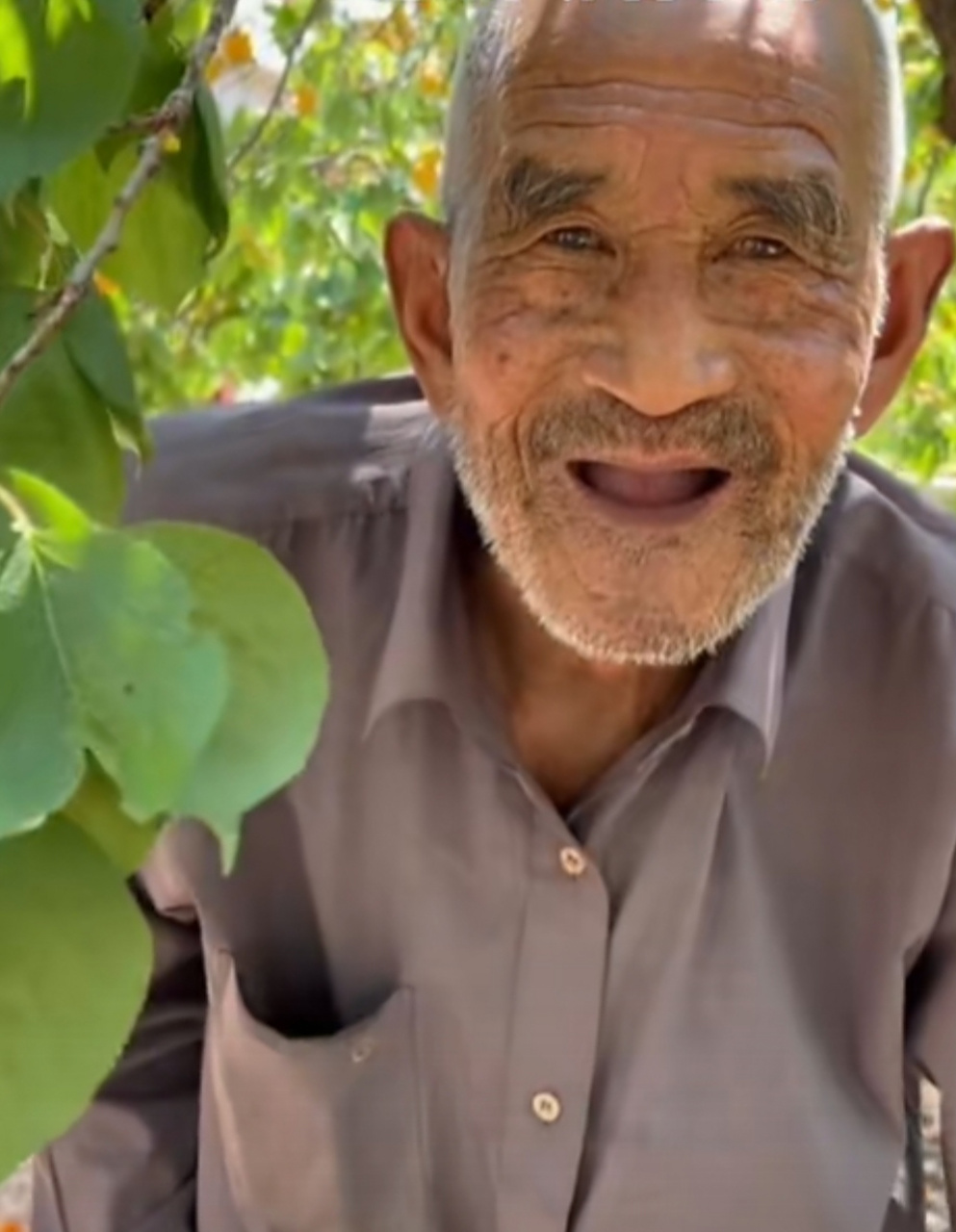 庭前老树挂果丰,不见当年偷果童.  孩童不知何处去,树下独坐种果翁.