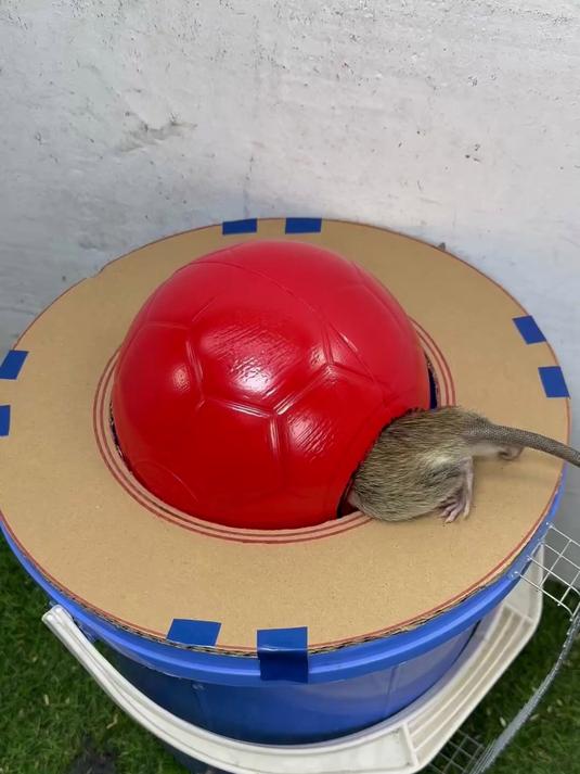 利用家里废弃水桶,制作简易捕鼠器,老鼠能抓一窝!