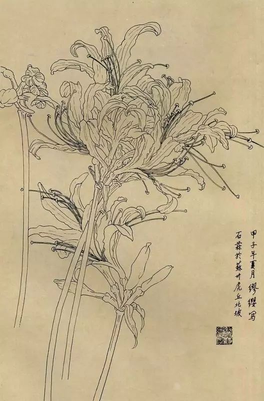 素材|工筆白描百花圖譜49圖