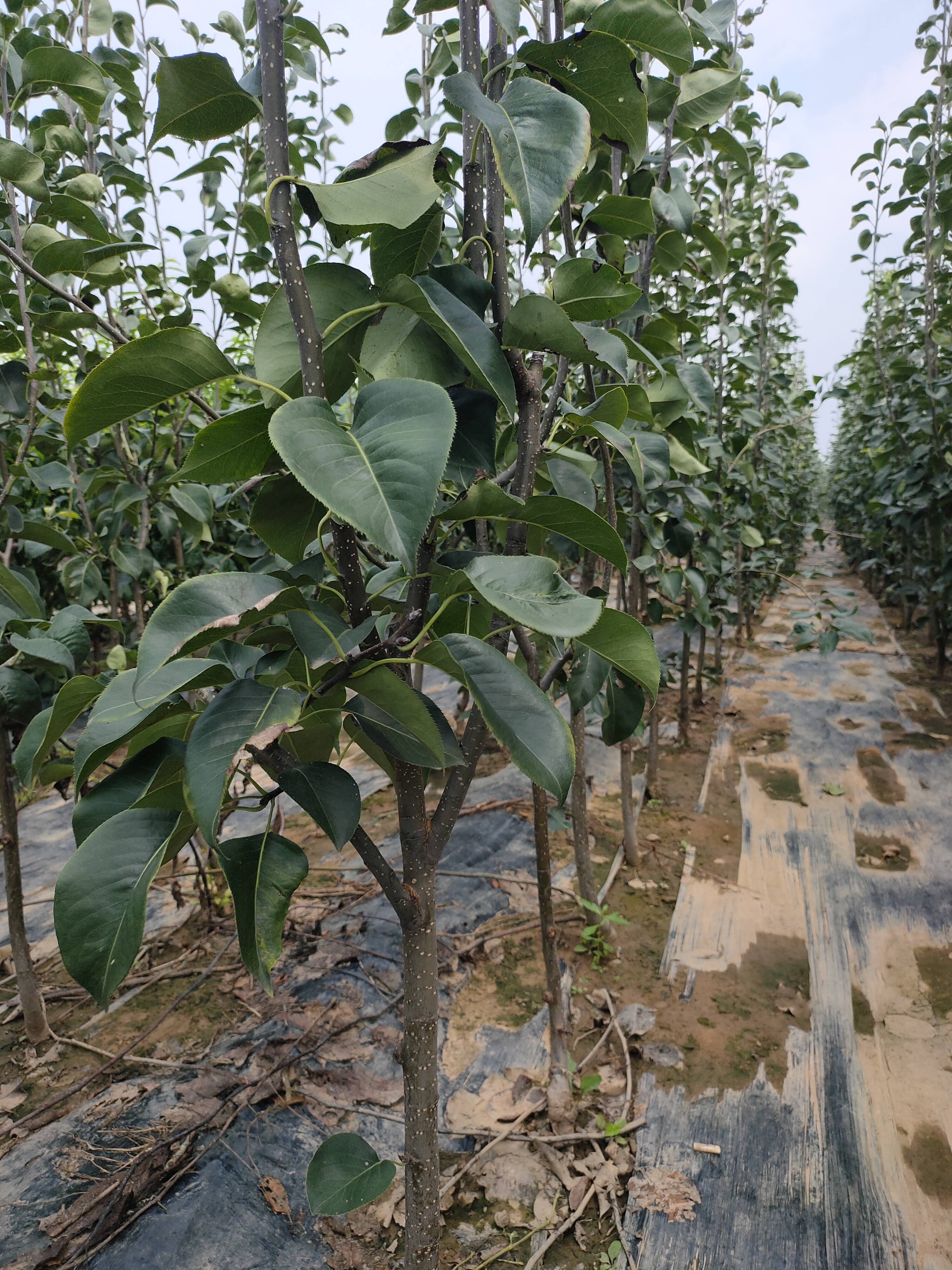 秋月梨品种介绍,秋月梨树苗特性