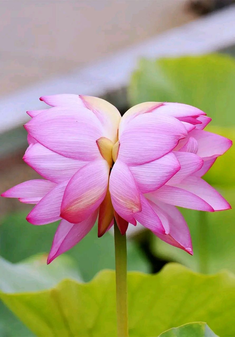 花开并蒂,非常罕见.荷花见得多了,并蒂莲你未必见过?