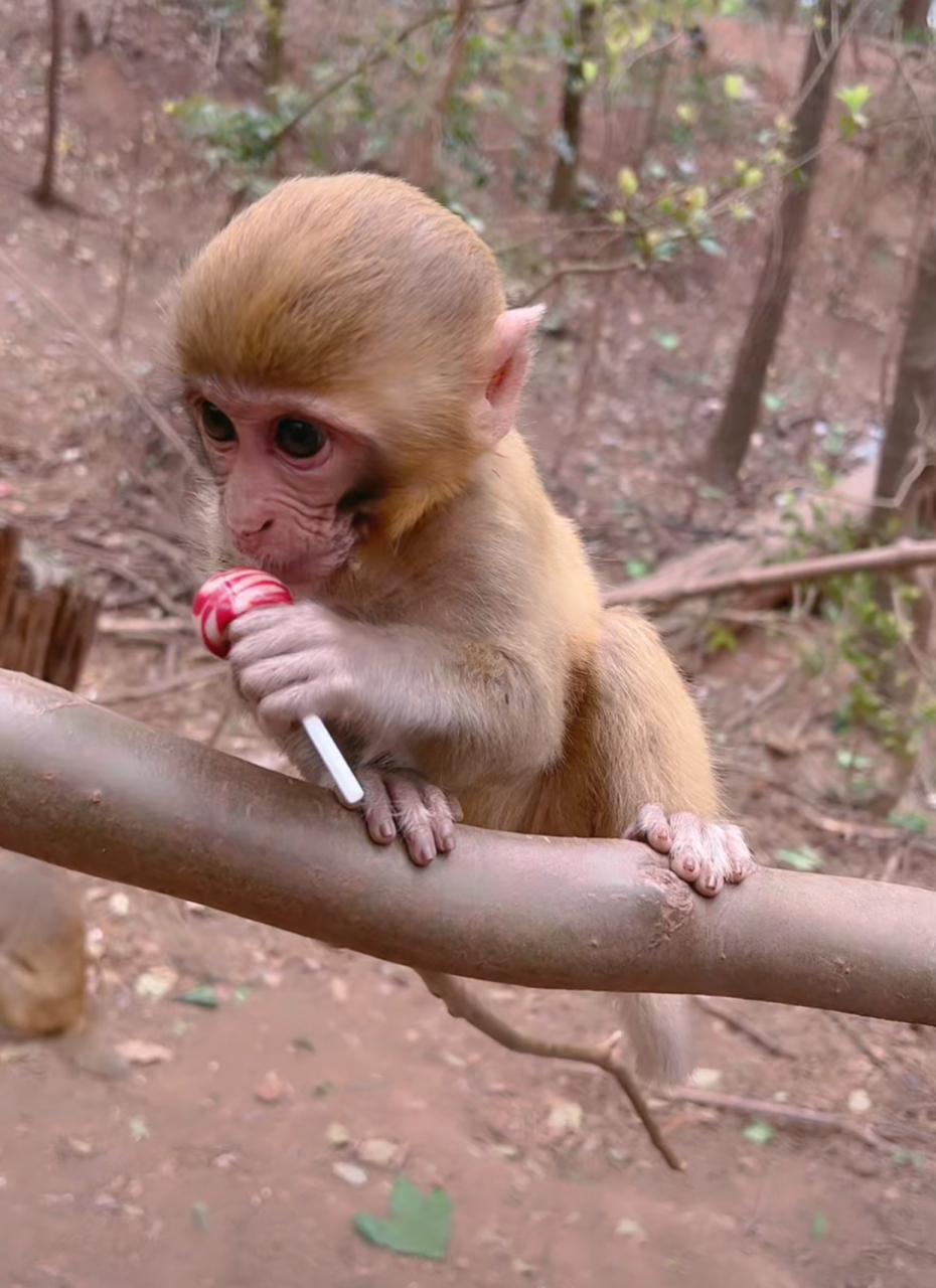 小猴子好可爱,好像人类幼崽.