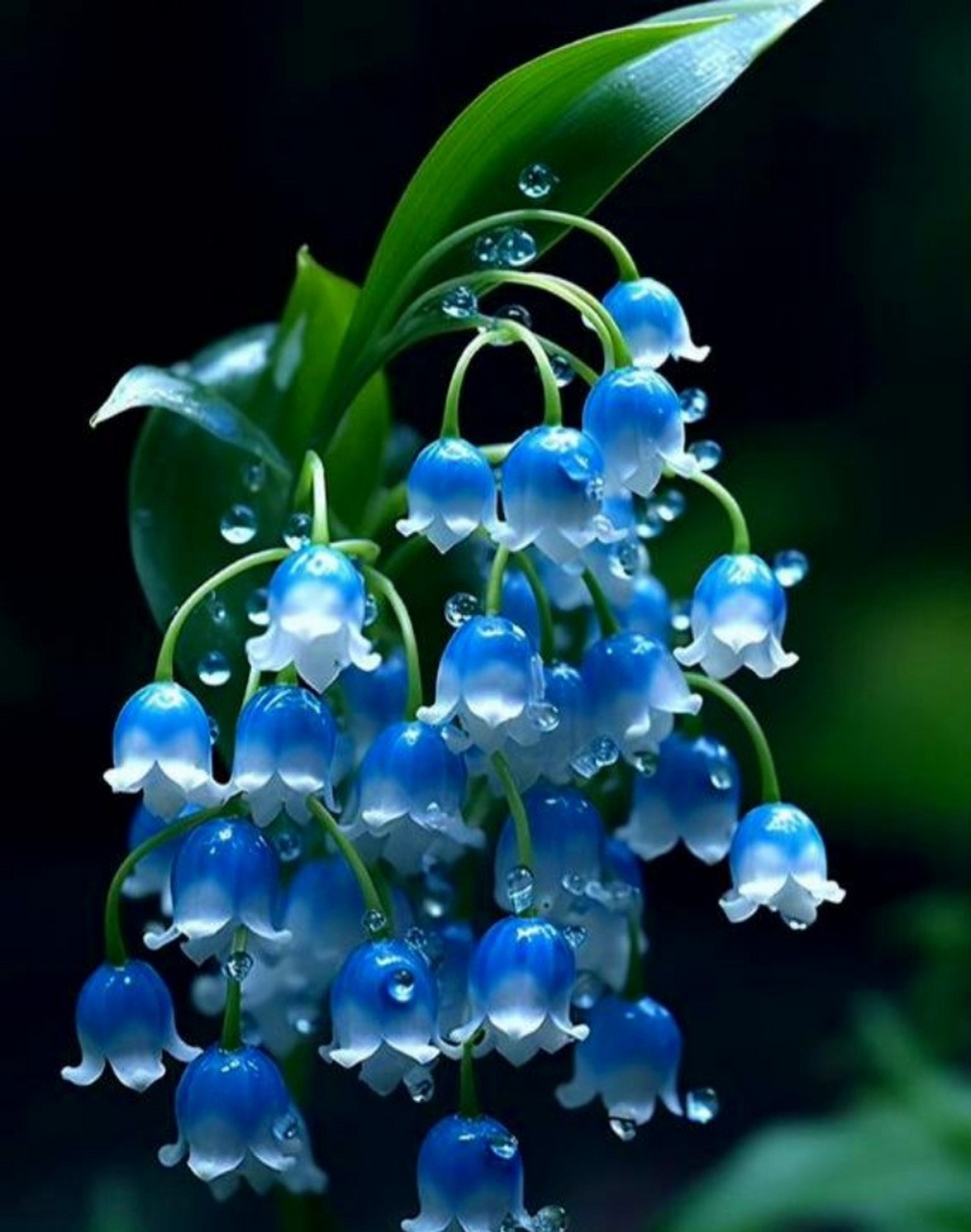 全民ai创作节# 晶莹剔透铃兰花背景图,感恩宇宙万物滋养众生 晶莹